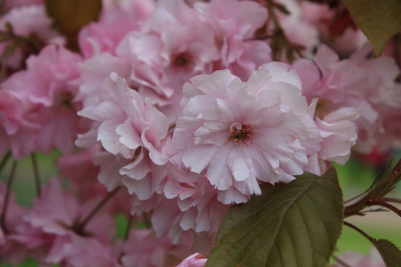 Canon EOS 1100D (EOS Rebel T3 / EOS Kiss X50) sample photo. Cherry, blossom, spring photography