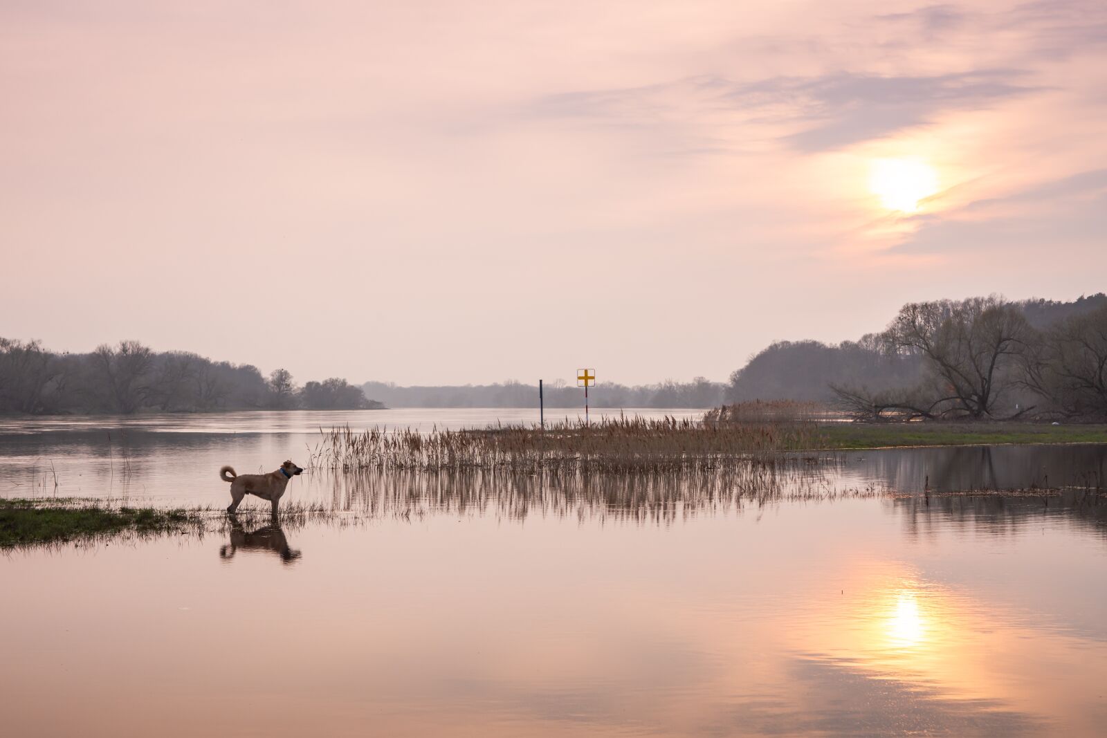 Nikon D7200 sample photo. River, dog, elbe photography