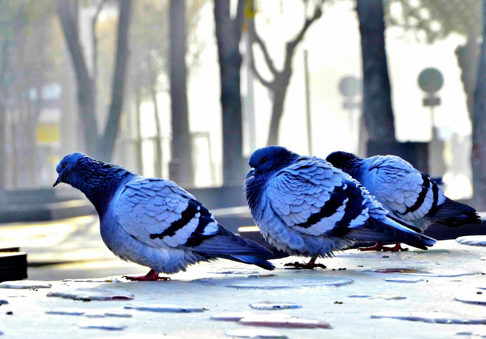 Nikon D7000 sample photo. Pigeon, bird, cold photography