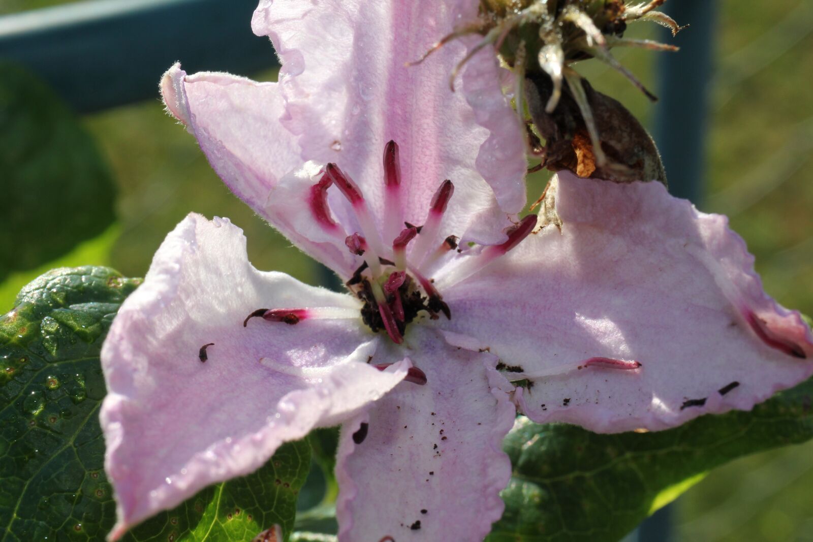 Canon EOS 550D (EOS Rebel T2i / EOS Kiss X4) sample photo. Clematis, pink, blossom photography