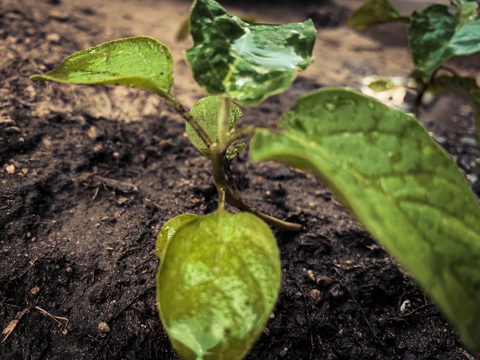 Apple iPhone XR sample photo. Thai, eggplant, thai eggplant photography
