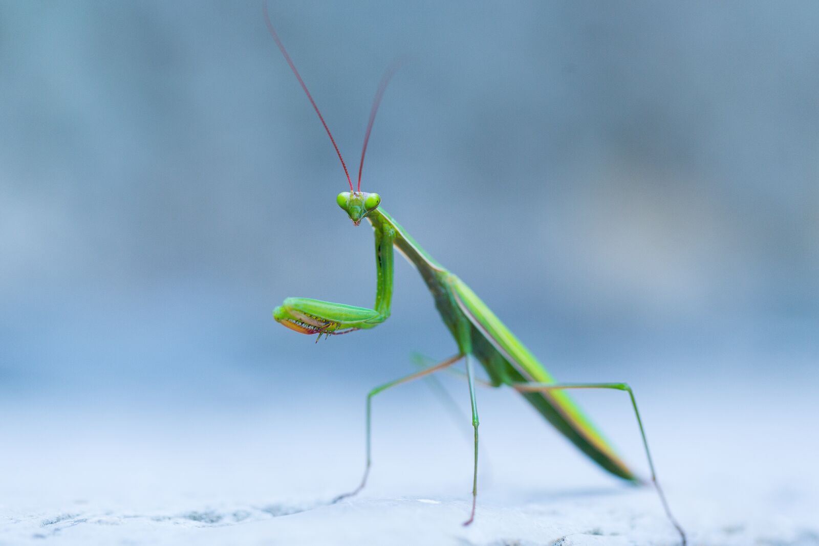 Canon EF 100mm F2.8L Macro IS USM sample photo. Wild, praying mantis, insect photography