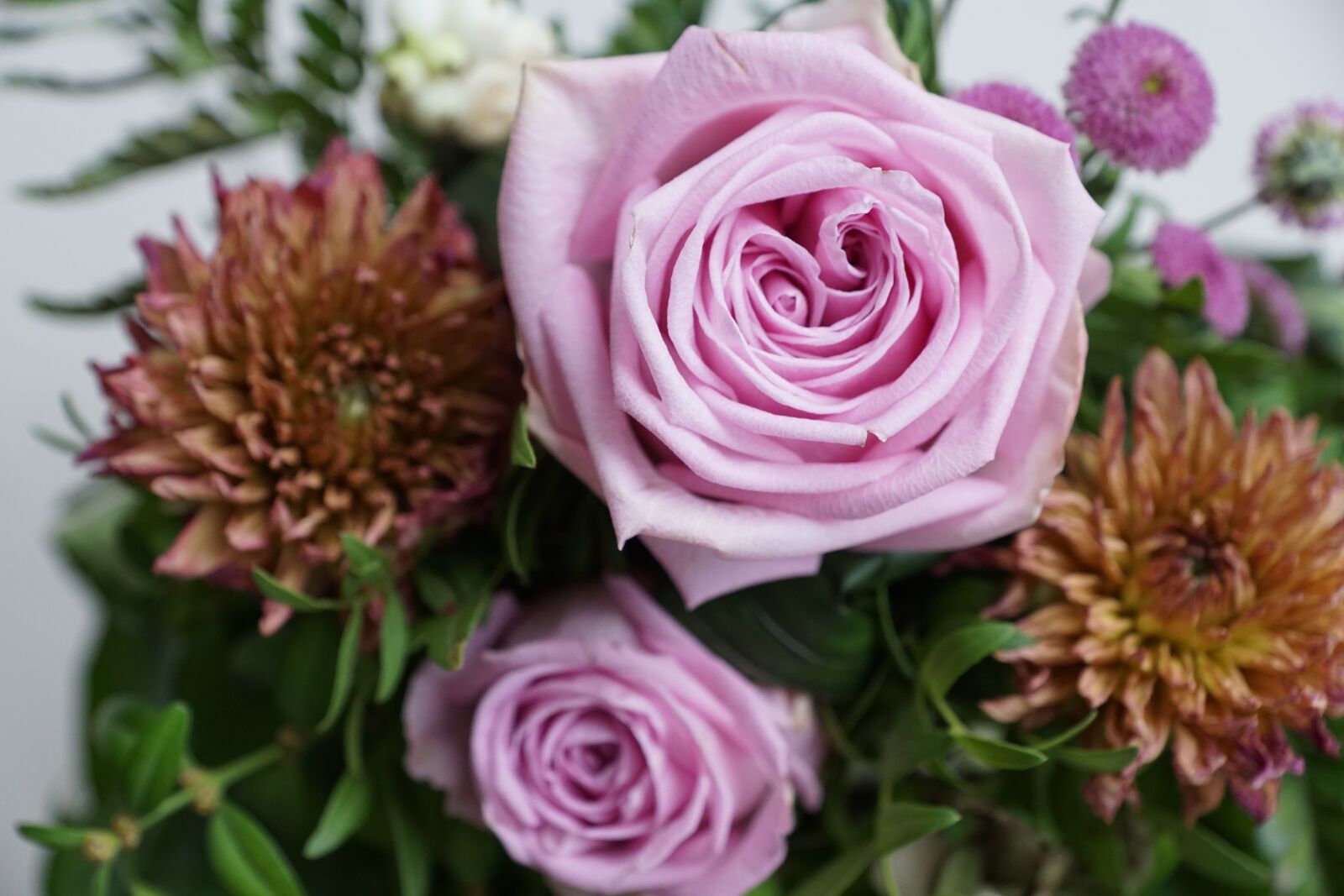 Sony DT 16-50mm F2.8 SSM sample photo. Rose, strauss, flowers photography