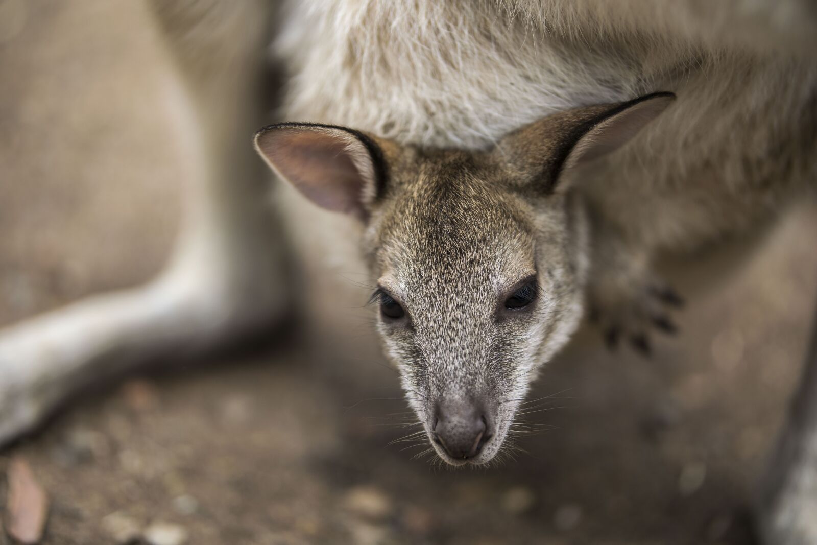 Nikon D5300 sample photo. Kangaroo, animal, baby photography