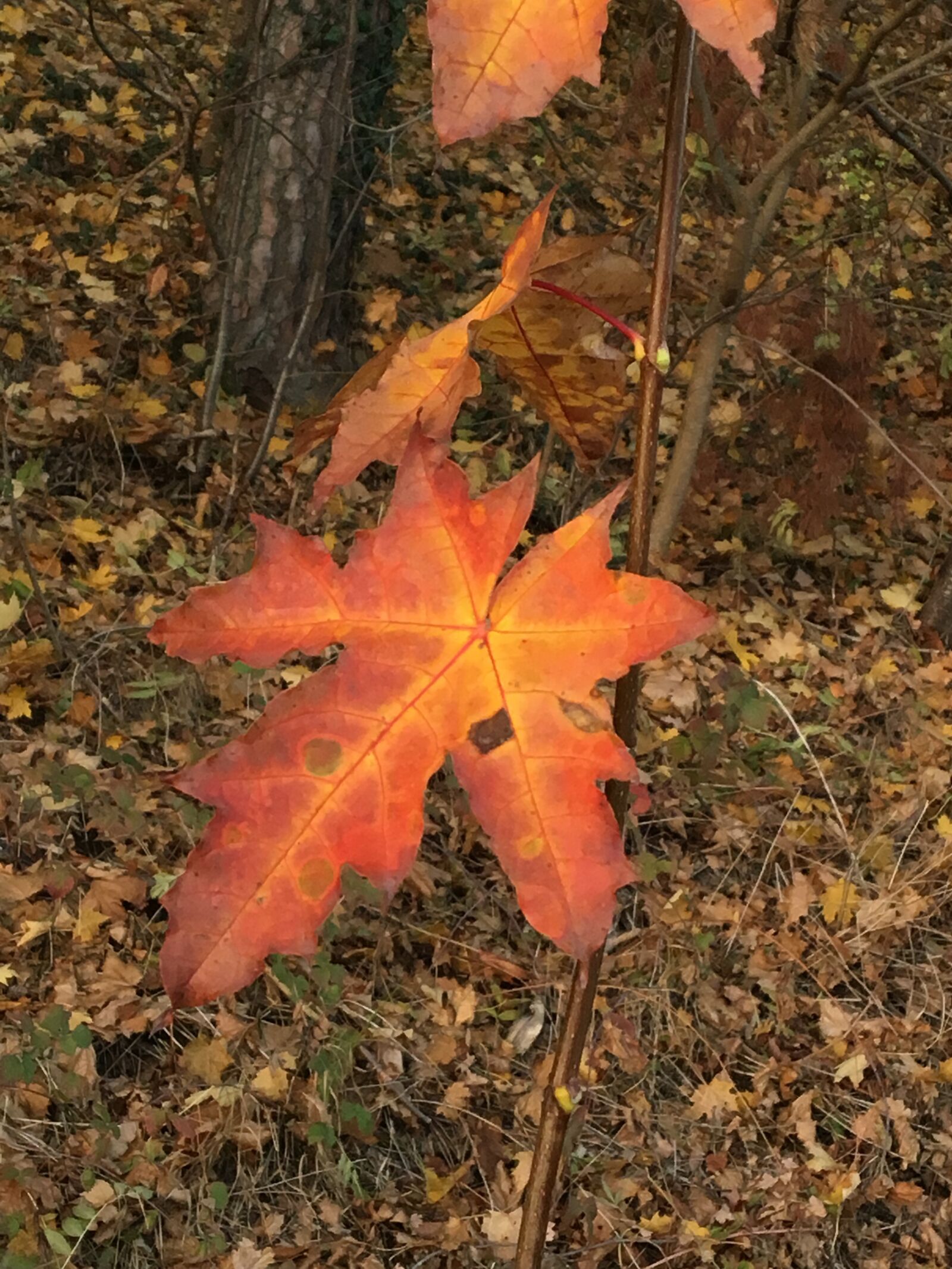 Apple iPhone 6s sample photo. Herbst, wald, laubblatt photography