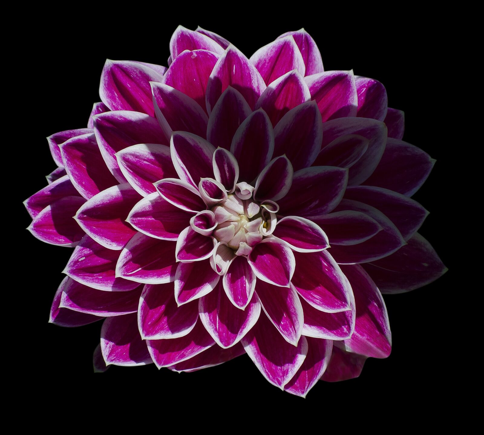 Nikon D7000 sample photo. Flower, daffodil, pink photography