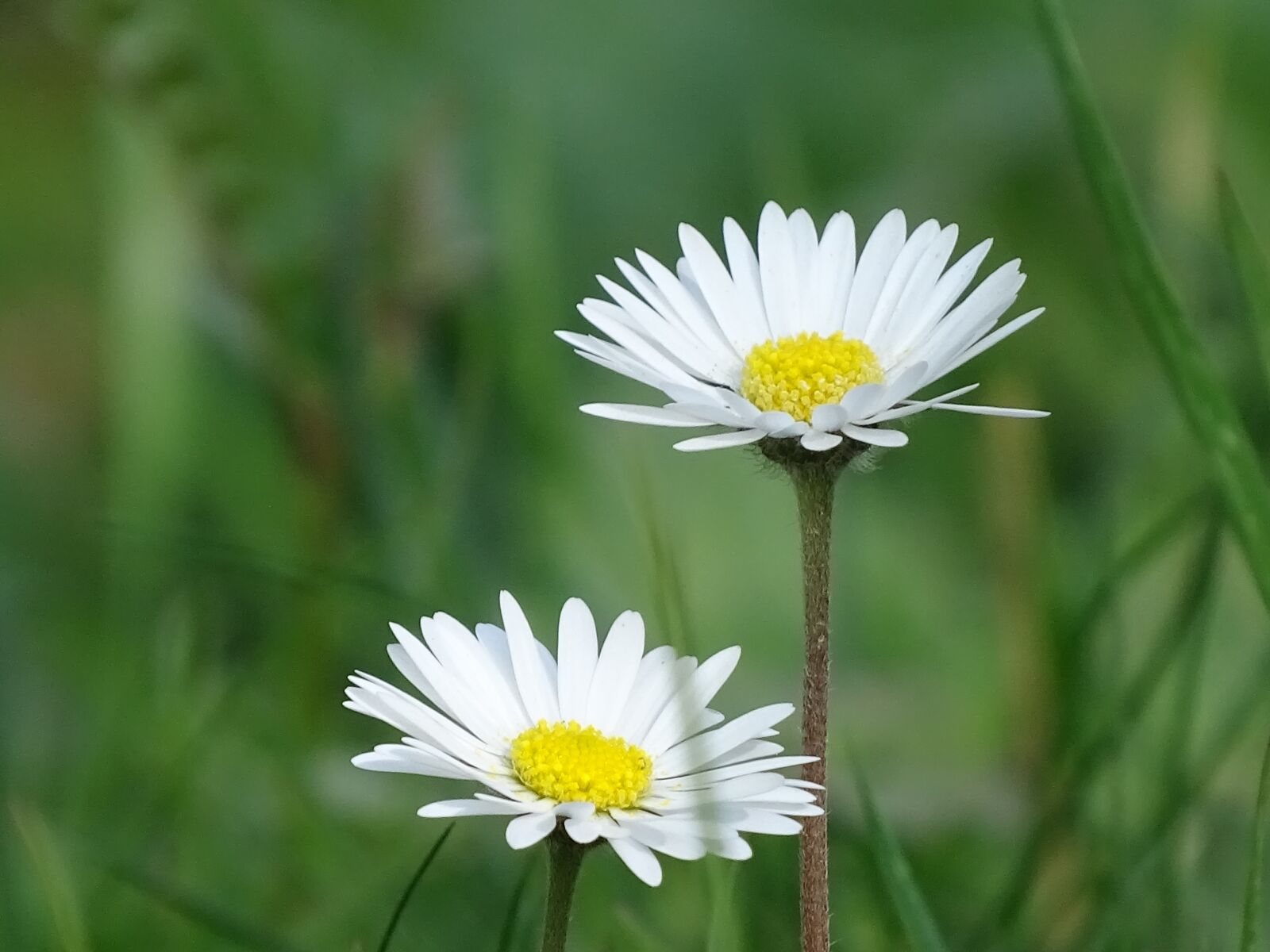 Sony Cyber-shot DSC-HX400V sample photo. Daisy, white, close up photography