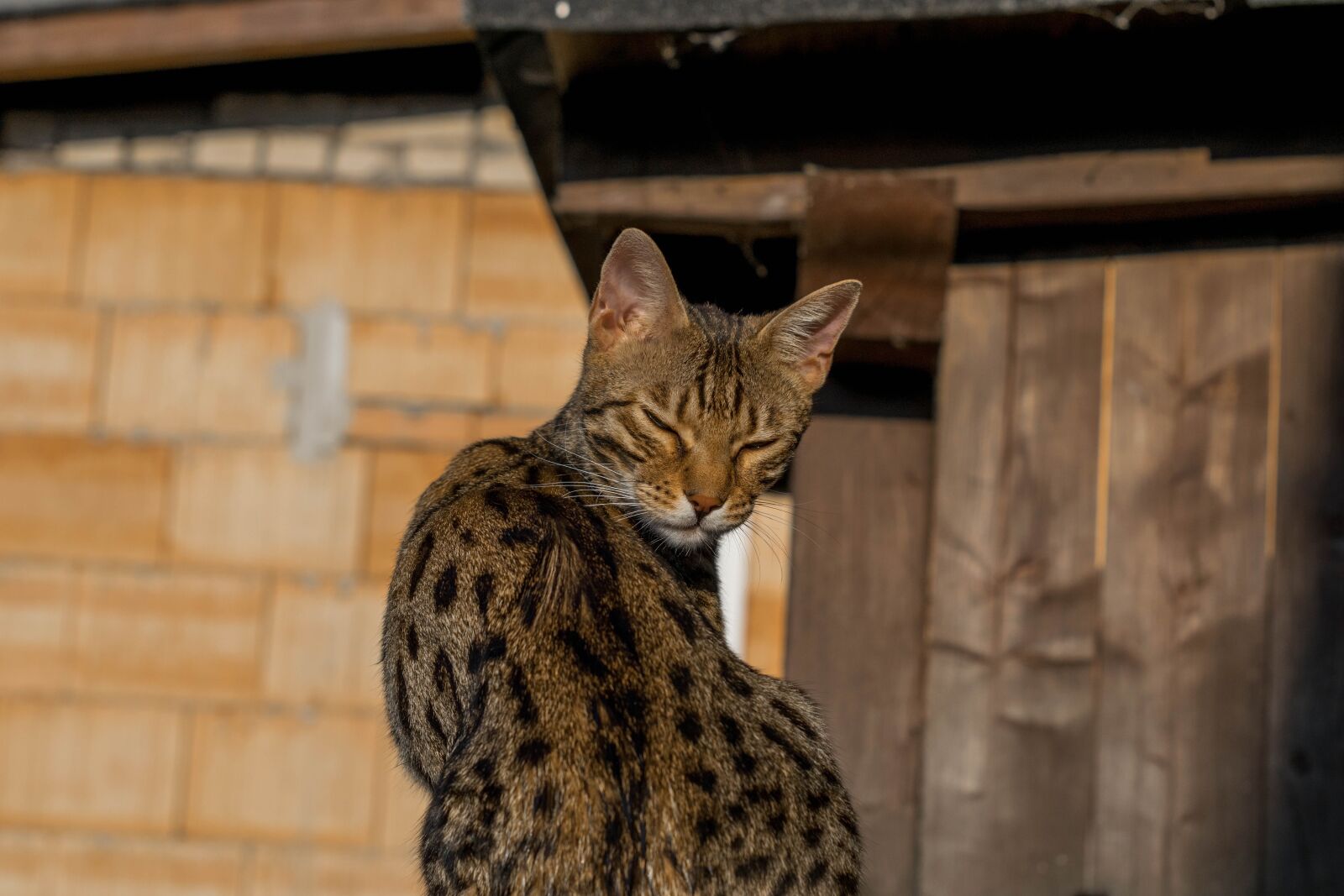 Nikon D5300 sample photo. Bengal, cat, cat's eyes photography