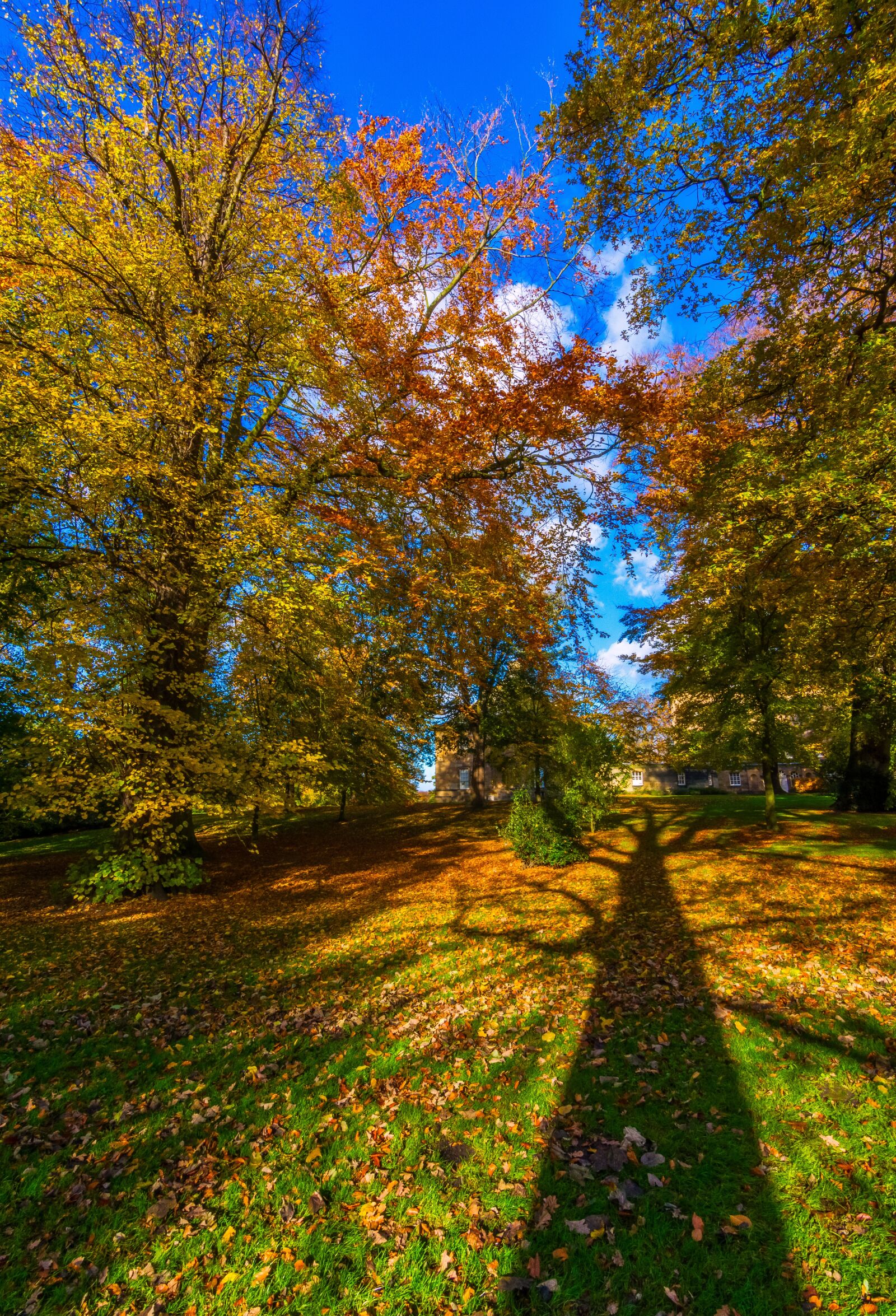 Tokina AT-X Pro 11-16mm F2.8 DX II sample photo. Autumn leaves, yorkshire, shadow photography