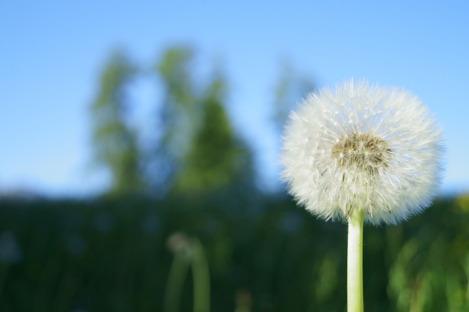 Sony DT 18-55mm F3.5-5.6 SAM II sample photo. Dandelion, flower, flying seeds photography