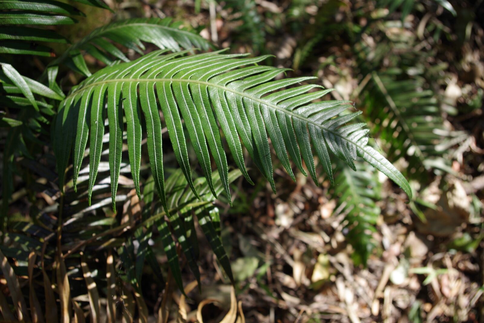 Pentax K-30 sample photo. Fern, mountain, high-altitude photography