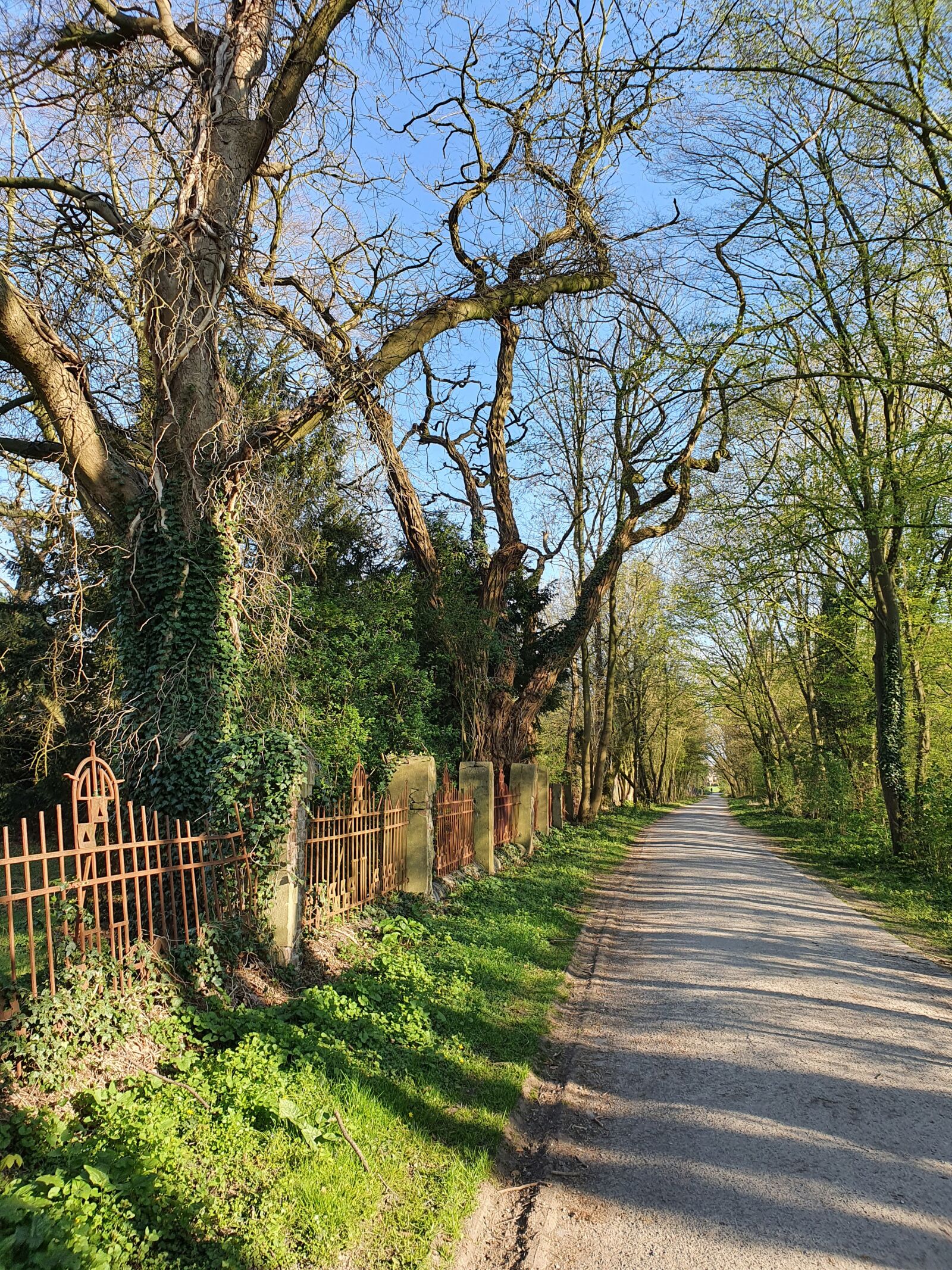 Samsung Galaxy S10 sample photo. Forest path, fence, trees photography