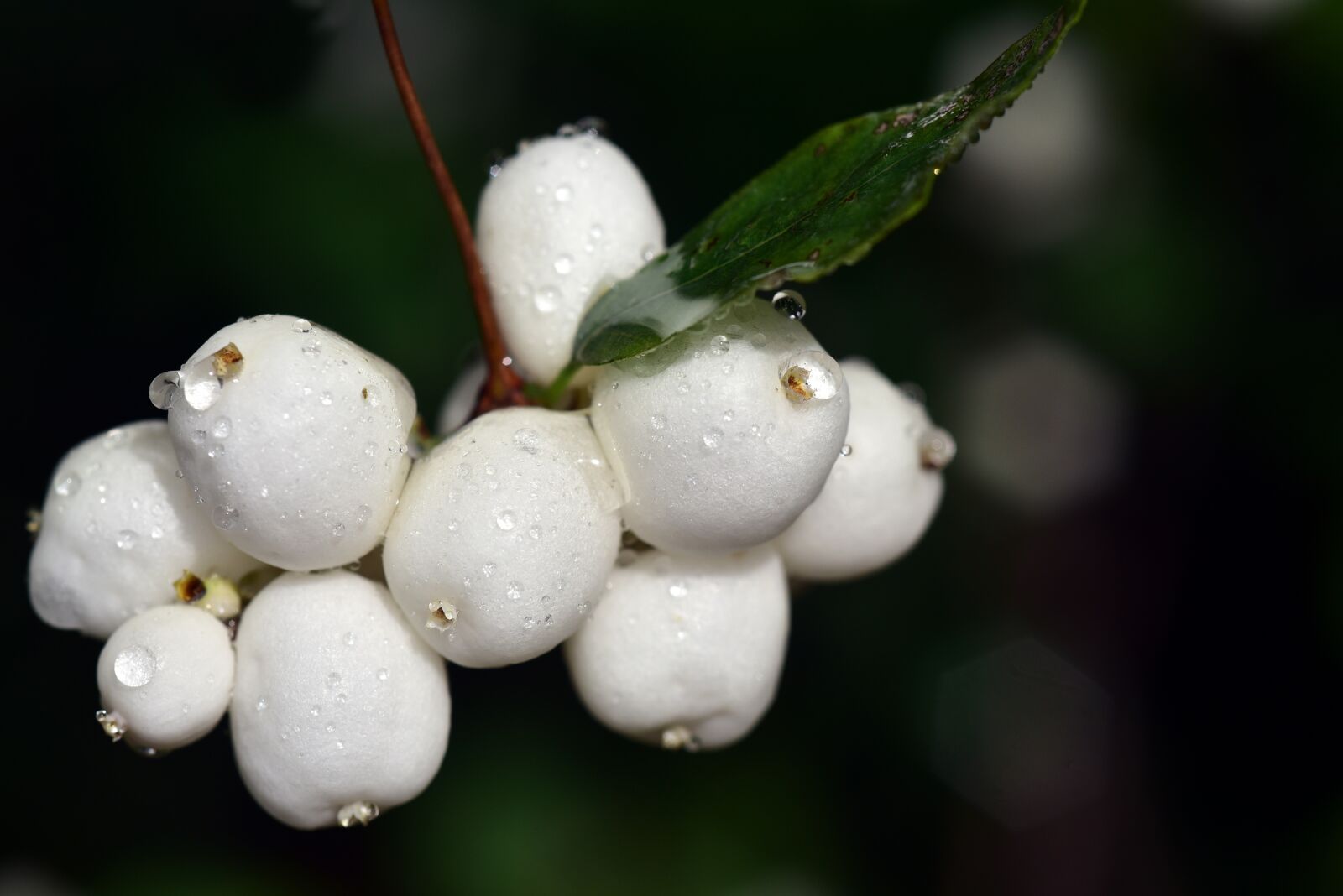 Nikon D750 sample photo. Ordinary schneebeere, snowberry albus photography