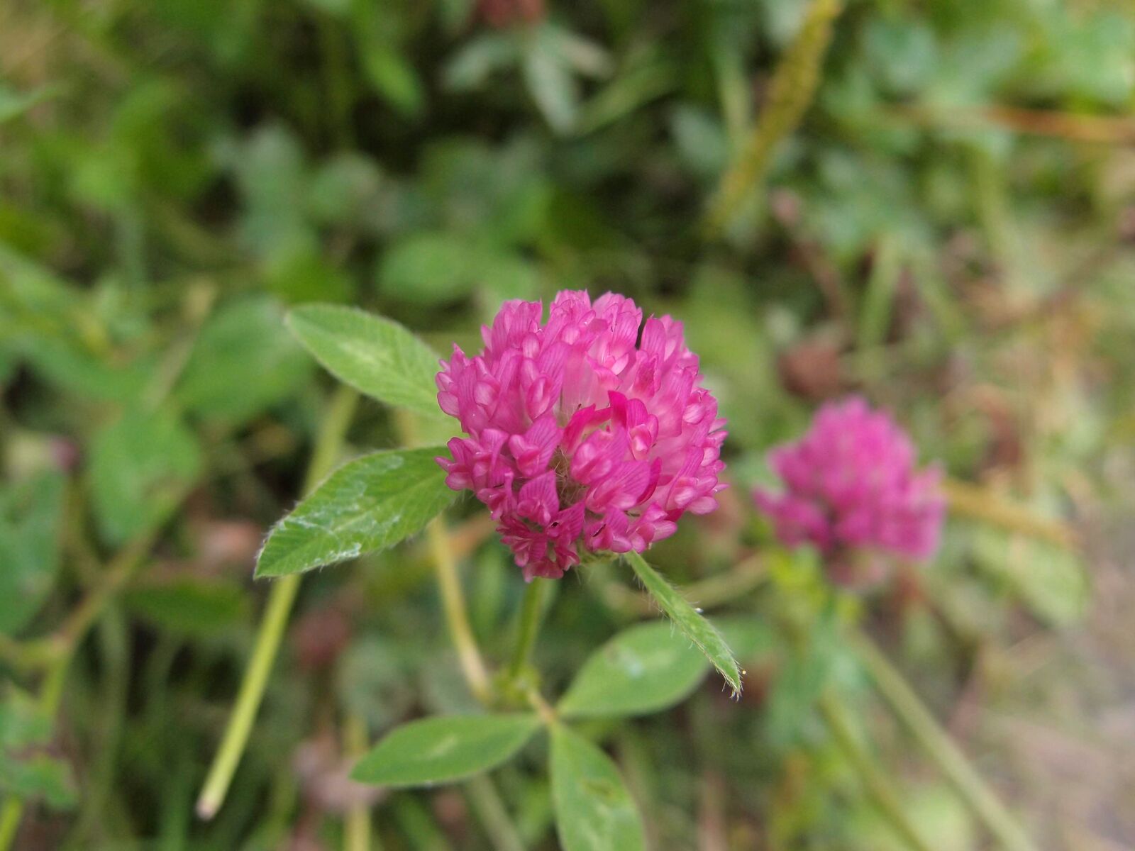 Olympus XZ-1 sample photo. Clover, lilac, grass photography