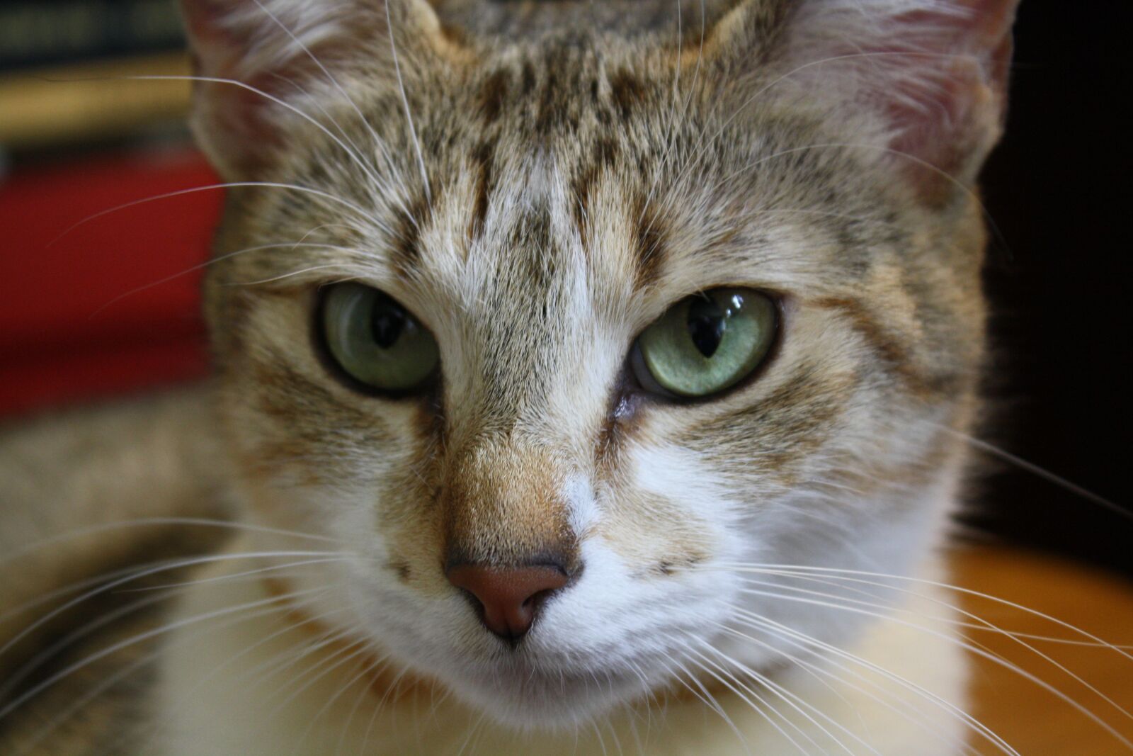 Canon EOS 1000D (EOS Digital Rebel XS / EOS Kiss F) sample photo. Cat, pet, animal photography