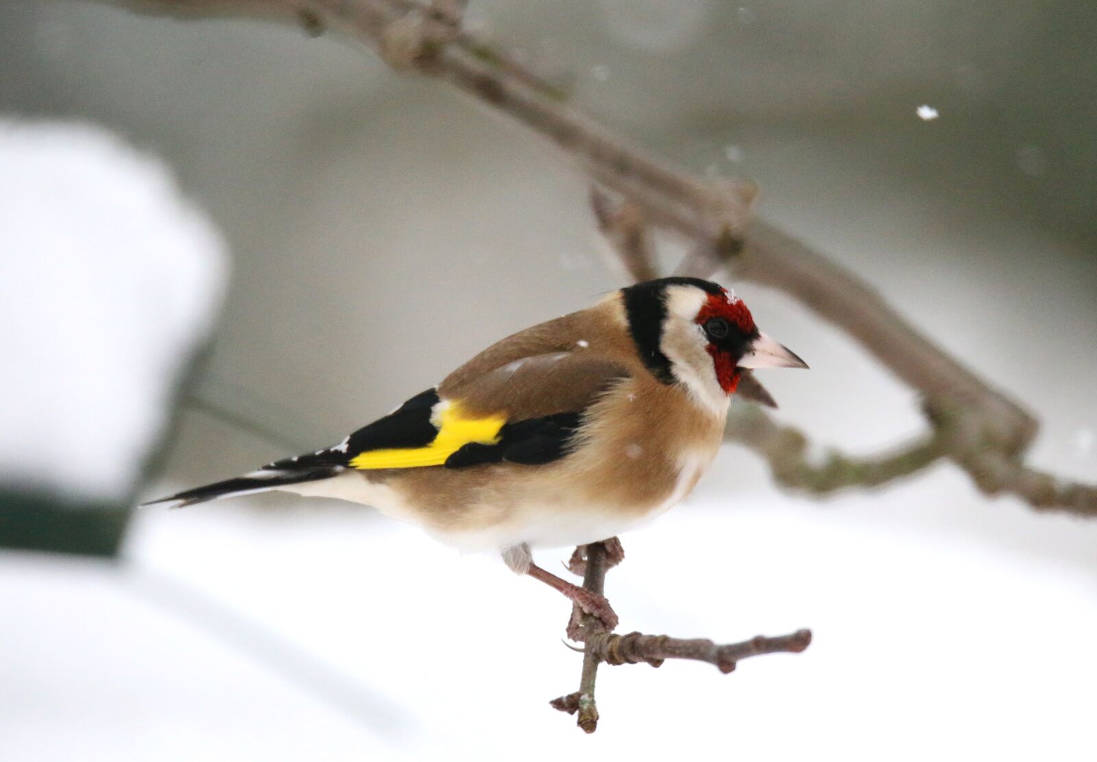 Canon EOS 70D sample photo. Stieglitz, bird, winter photography