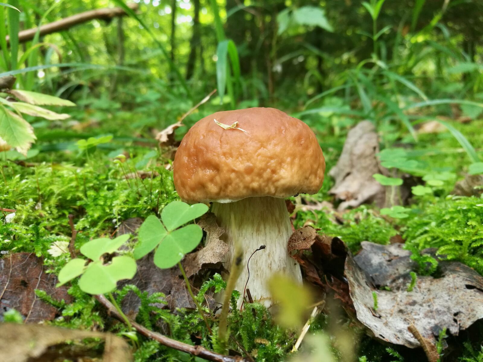 HUAWEI P9 sample photo. Mushrooms, boletus, forest photography