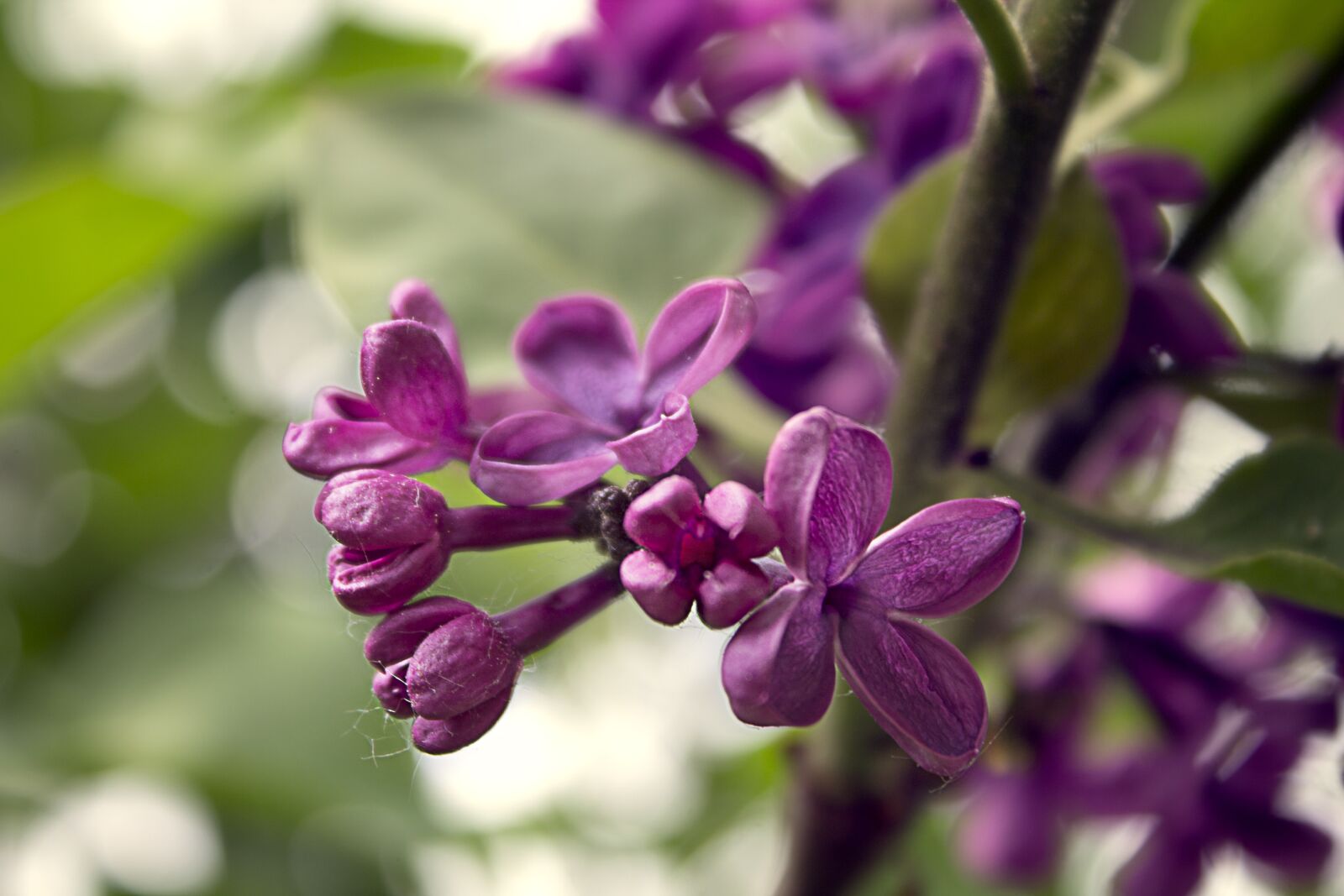 Canon EOS 1100D (EOS Rebel T3 / EOS Kiss X50) sample photo. Lilac, purple, nature photography