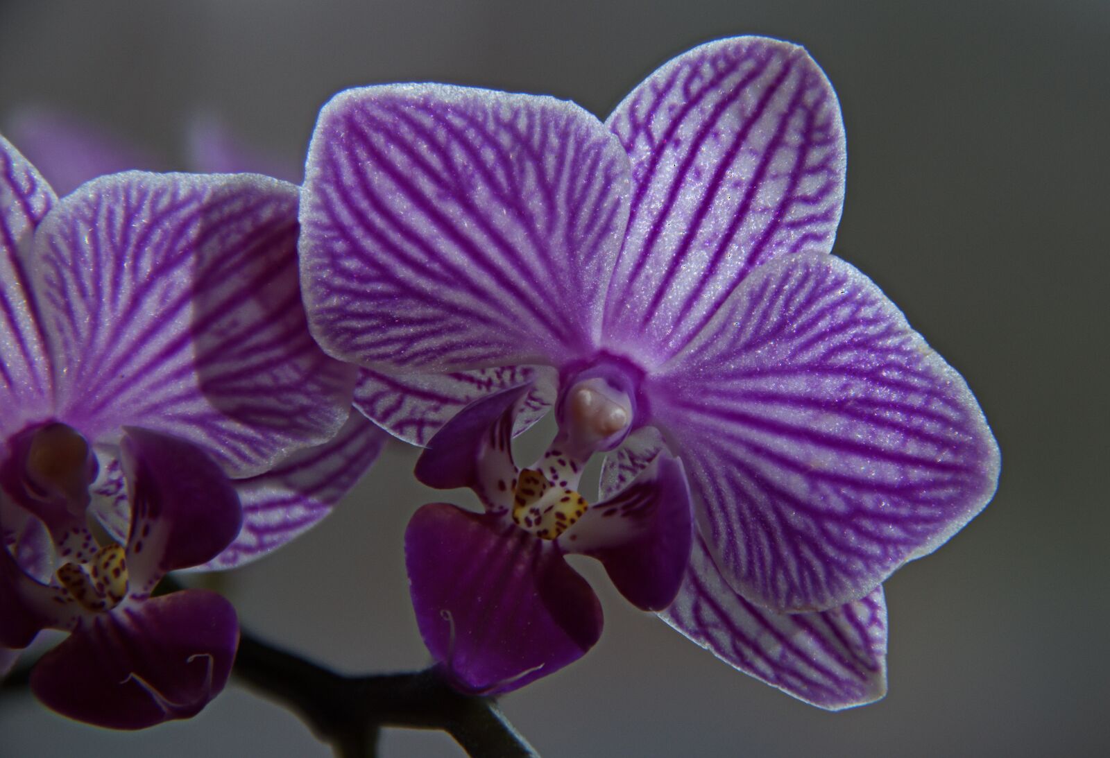 Nikon D5300 sample photo. Flower, plant, tropical photography