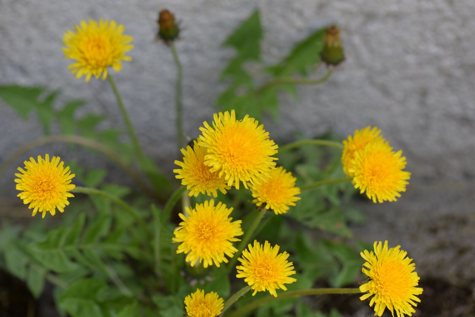 Nikon D610 sample photo. Dandelion, blossom, bloom photography