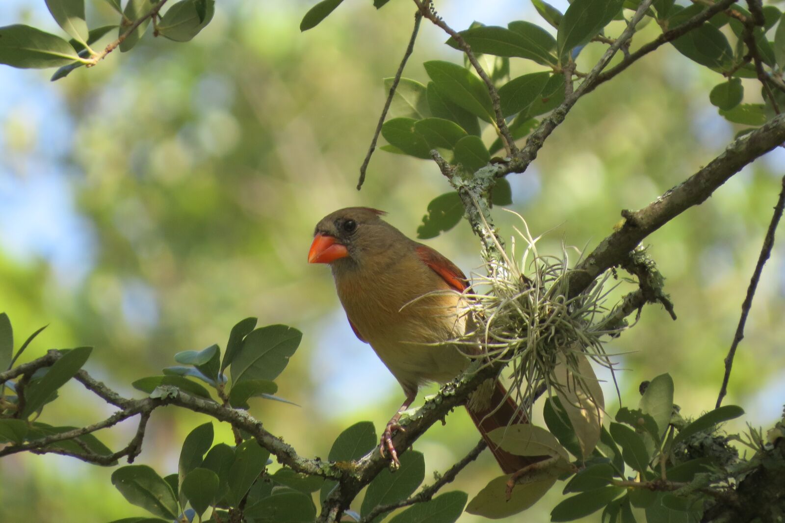 Canon PowerShot SX50 HS sample photo. Bird, colorful, tree photography