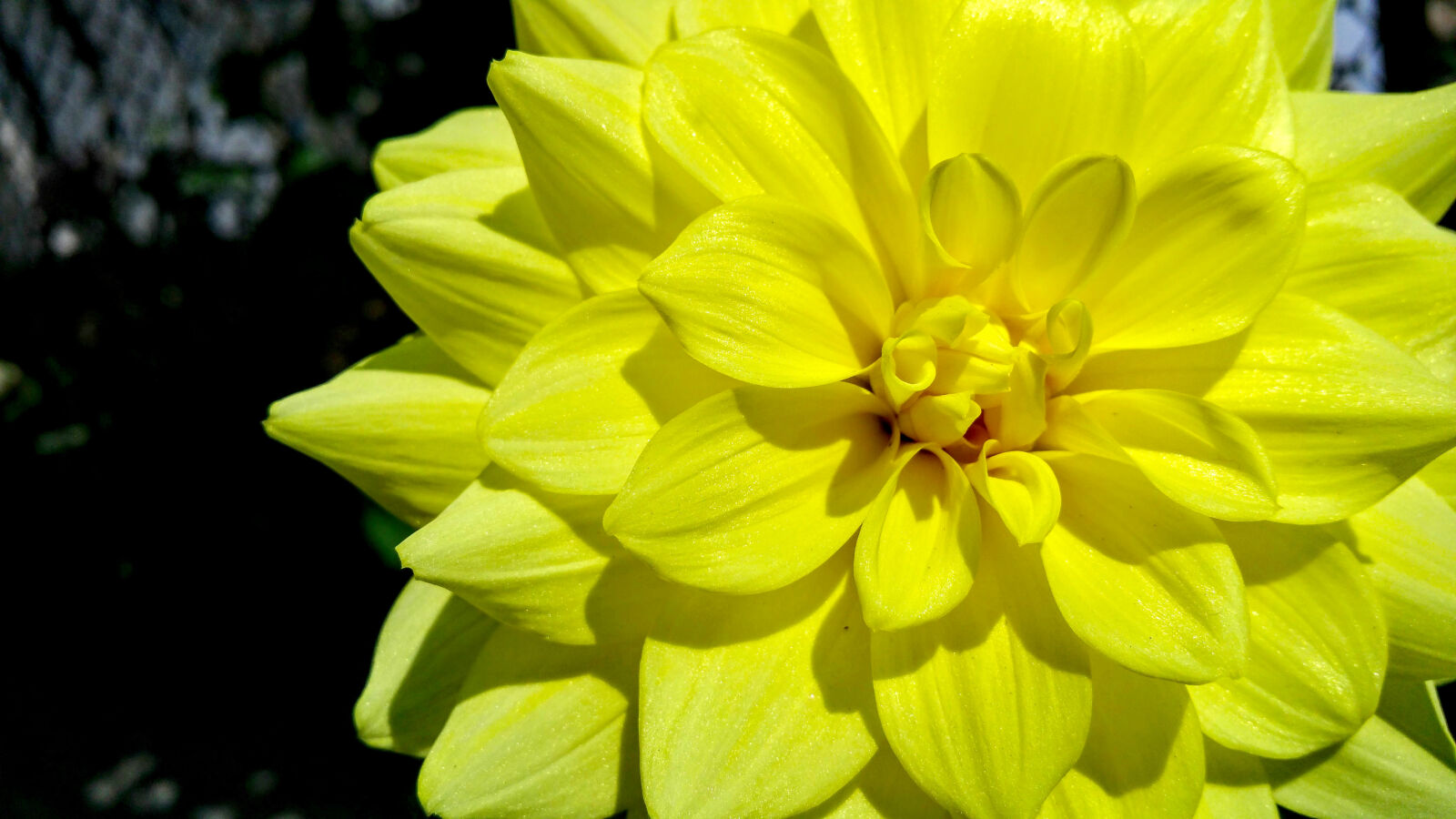Samsung Galaxy Note4 sample photo. Beautiful, bloom, blooming, blossom photography