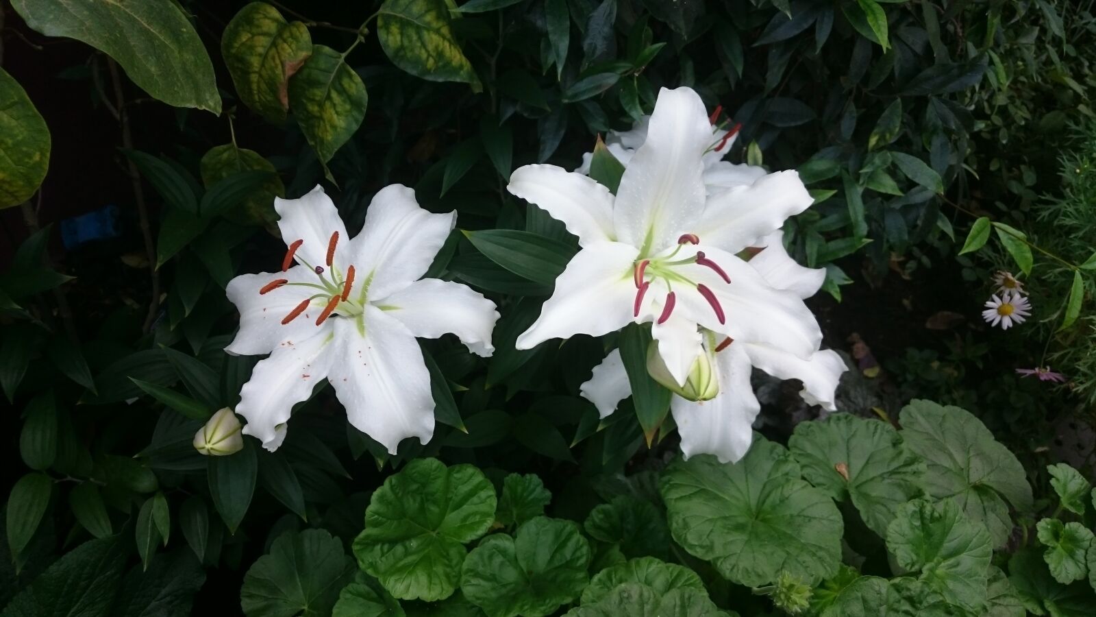 Sony Xperia Z3 sample photo