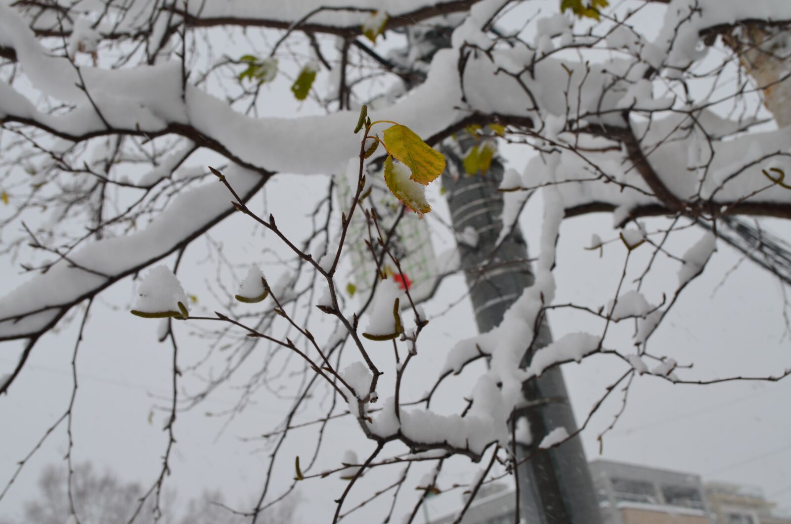 Nikon D5100 sample photo. Snow, winter, japon photography