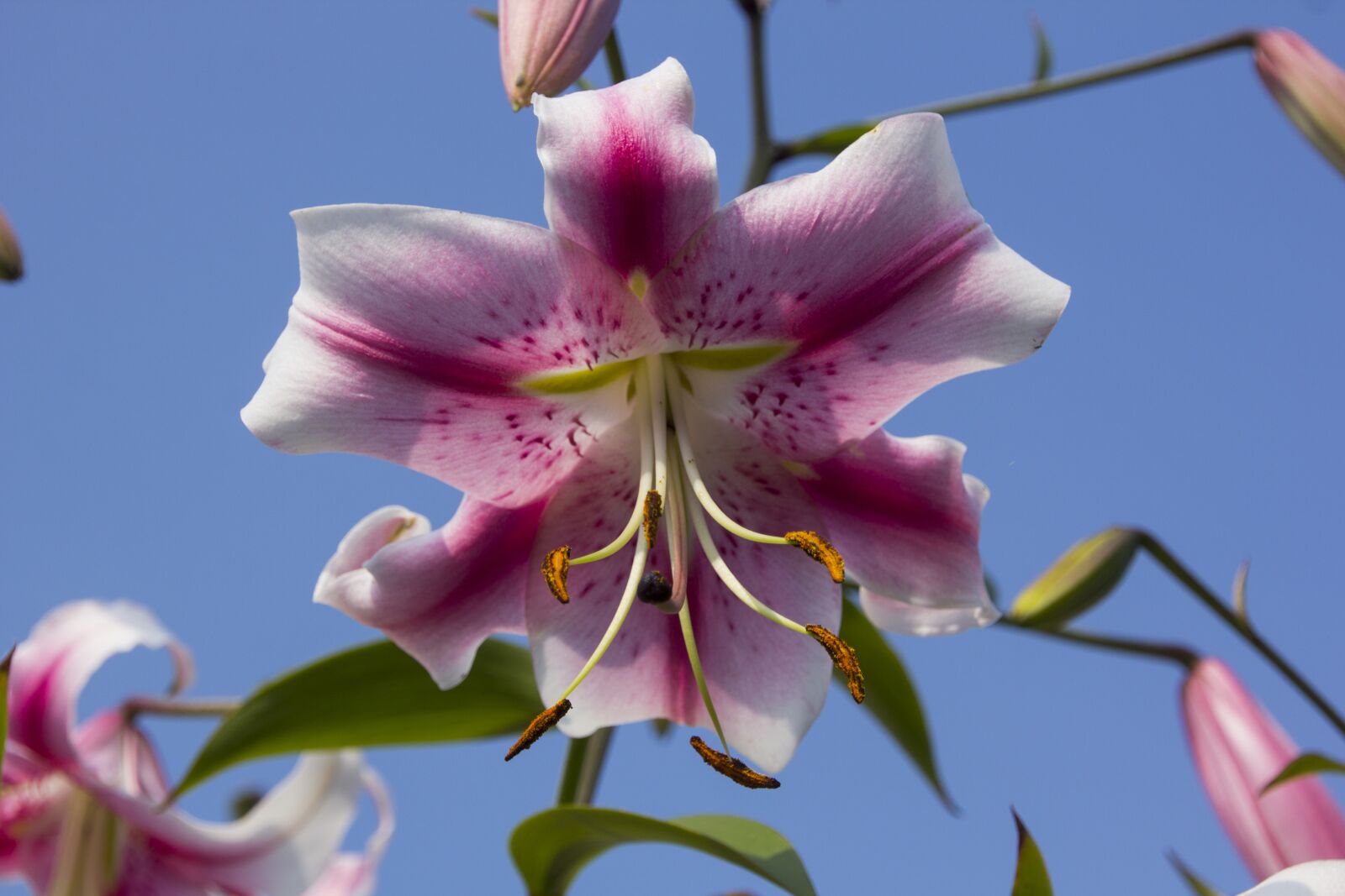 Canon EOS 60D sample photo. Lily, flower, blossom photography