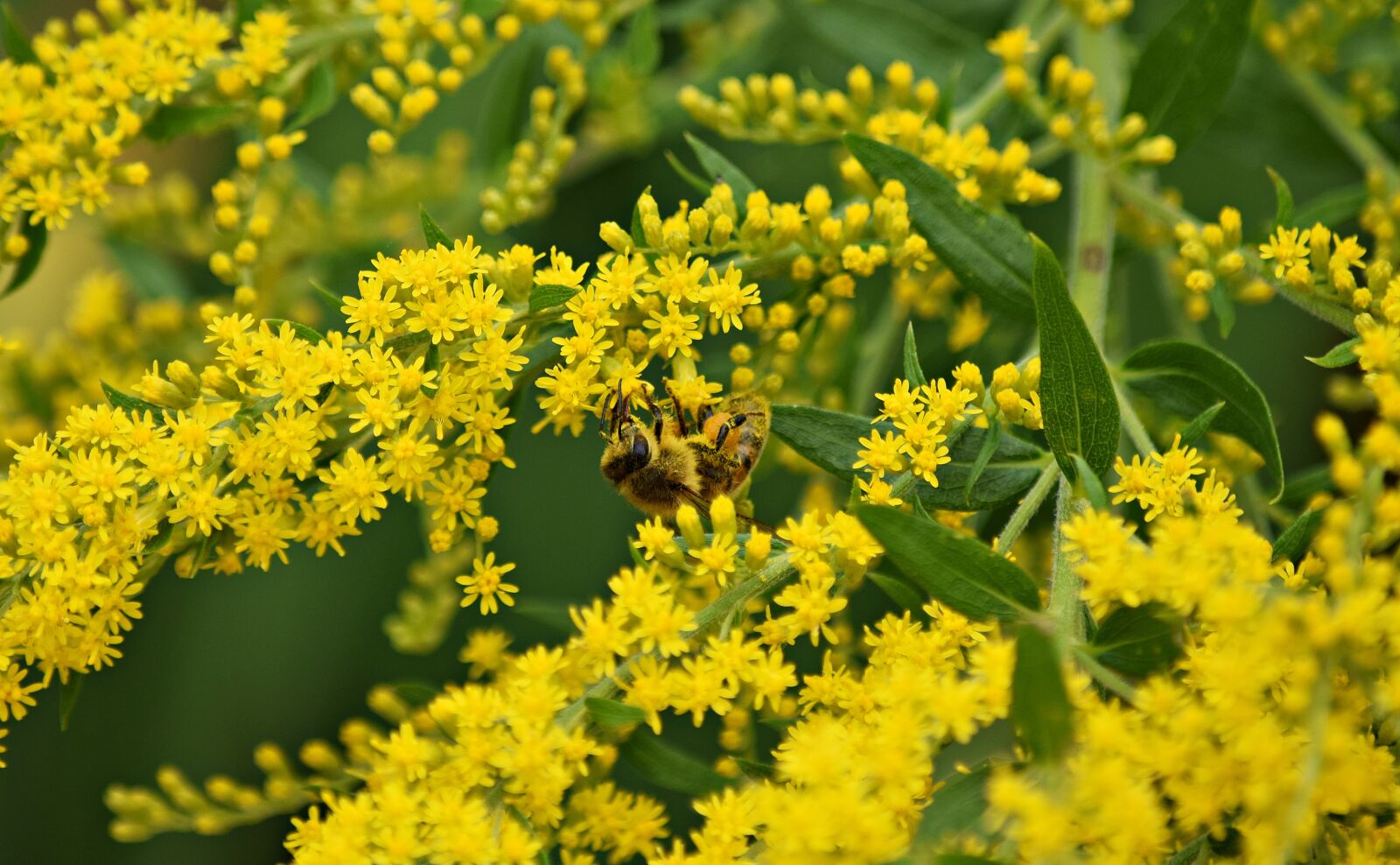Nikon D5300 sample photo. Osa, pollination, nature photography