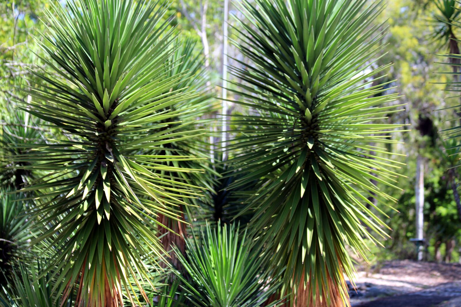 Canon EOS 650D (EOS Rebel T4i / EOS Kiss X6i) sample photo. Palma, unusual, plant photography