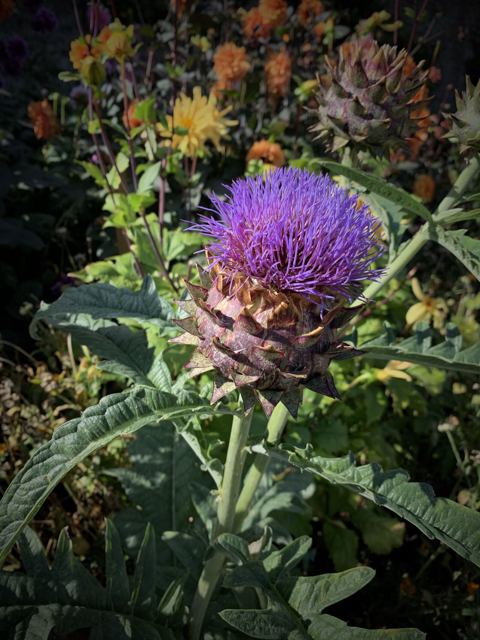 iPhone XR back camera 4.25mm f/1.8 sample photo. Thistle, plant, nature photography