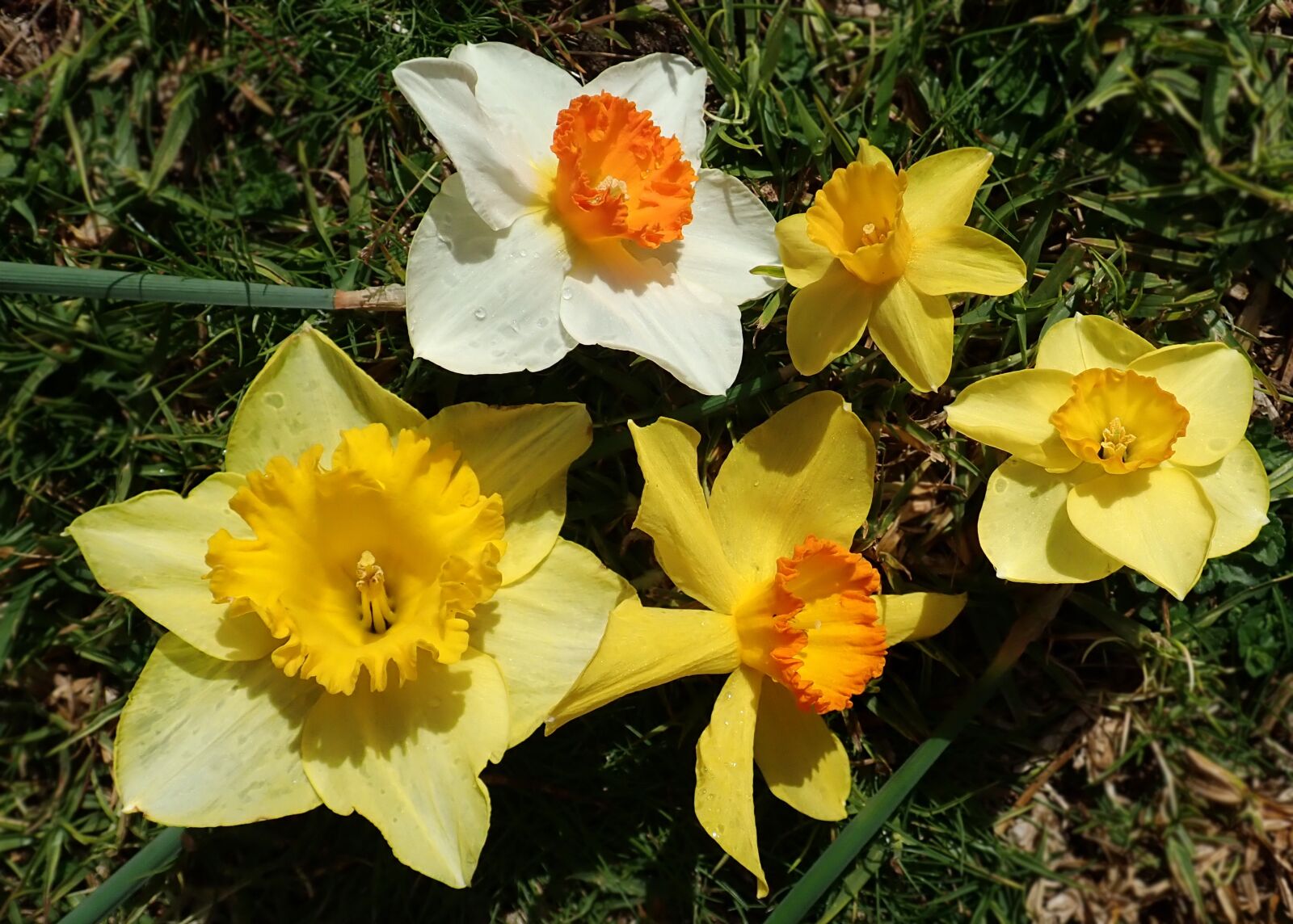 Olympus TG-5 sample photo. Daffodils, flowers, bulbs photography