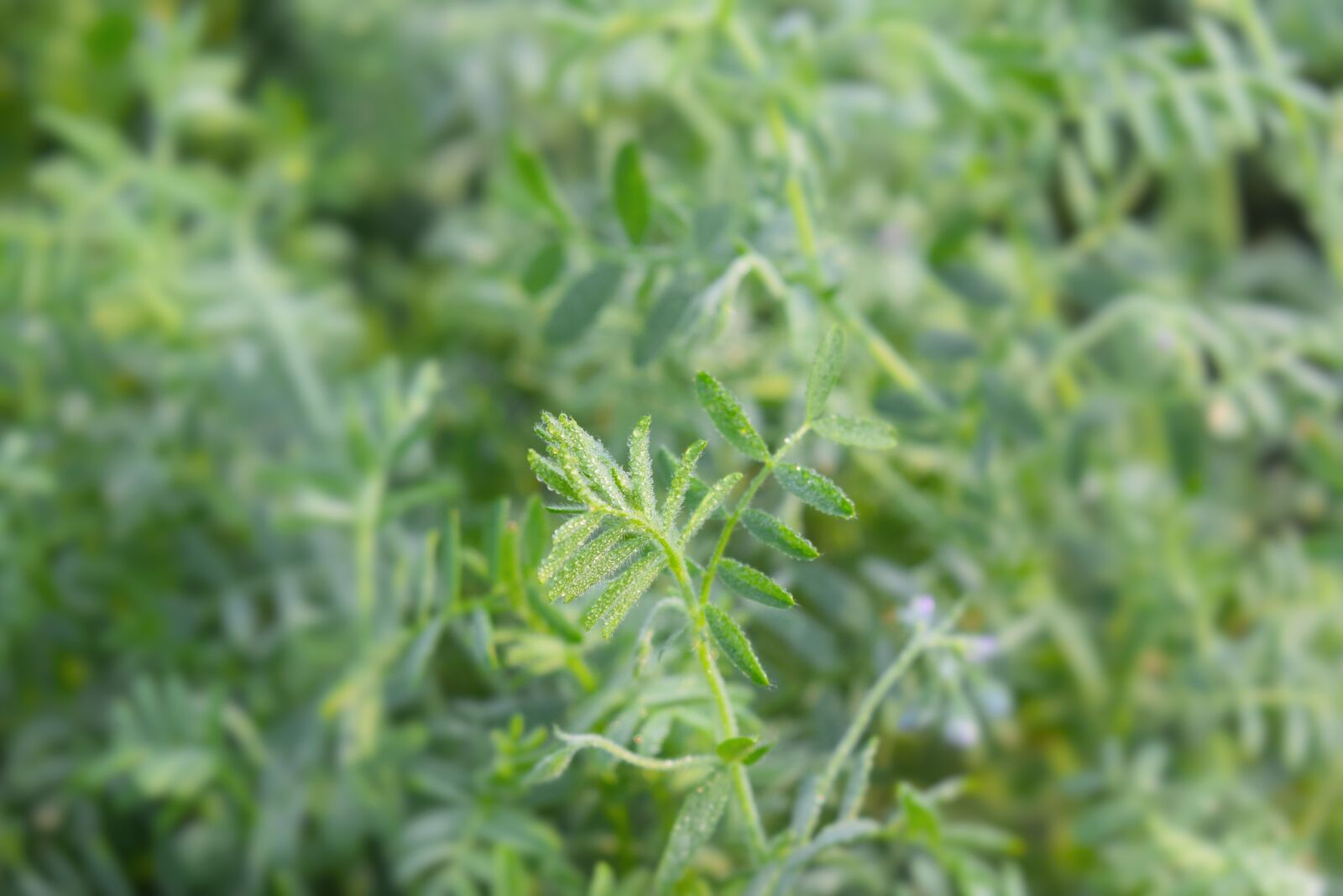 Nikon D5300 sample photo. Flower, green, nature photography