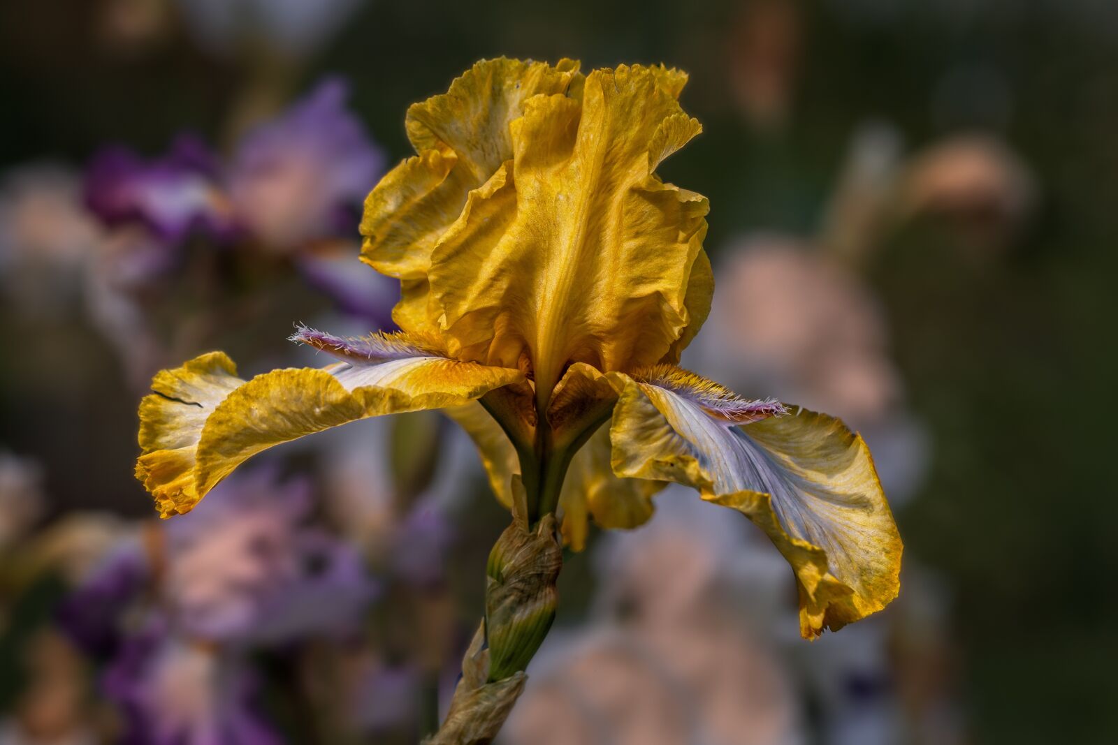 Canon EF 100mm F2.8L Macro IS USM sample photo. Garden, iris, flower photography