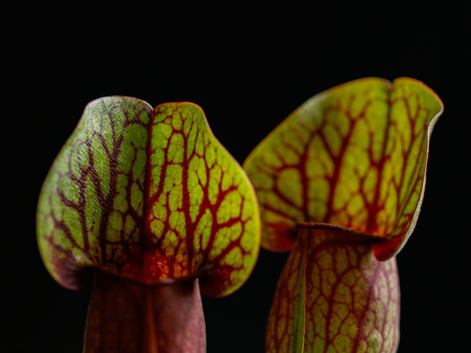 Olympus E-500 (EVOLT E-500) sample photo. Carnivorous, plant, room photography