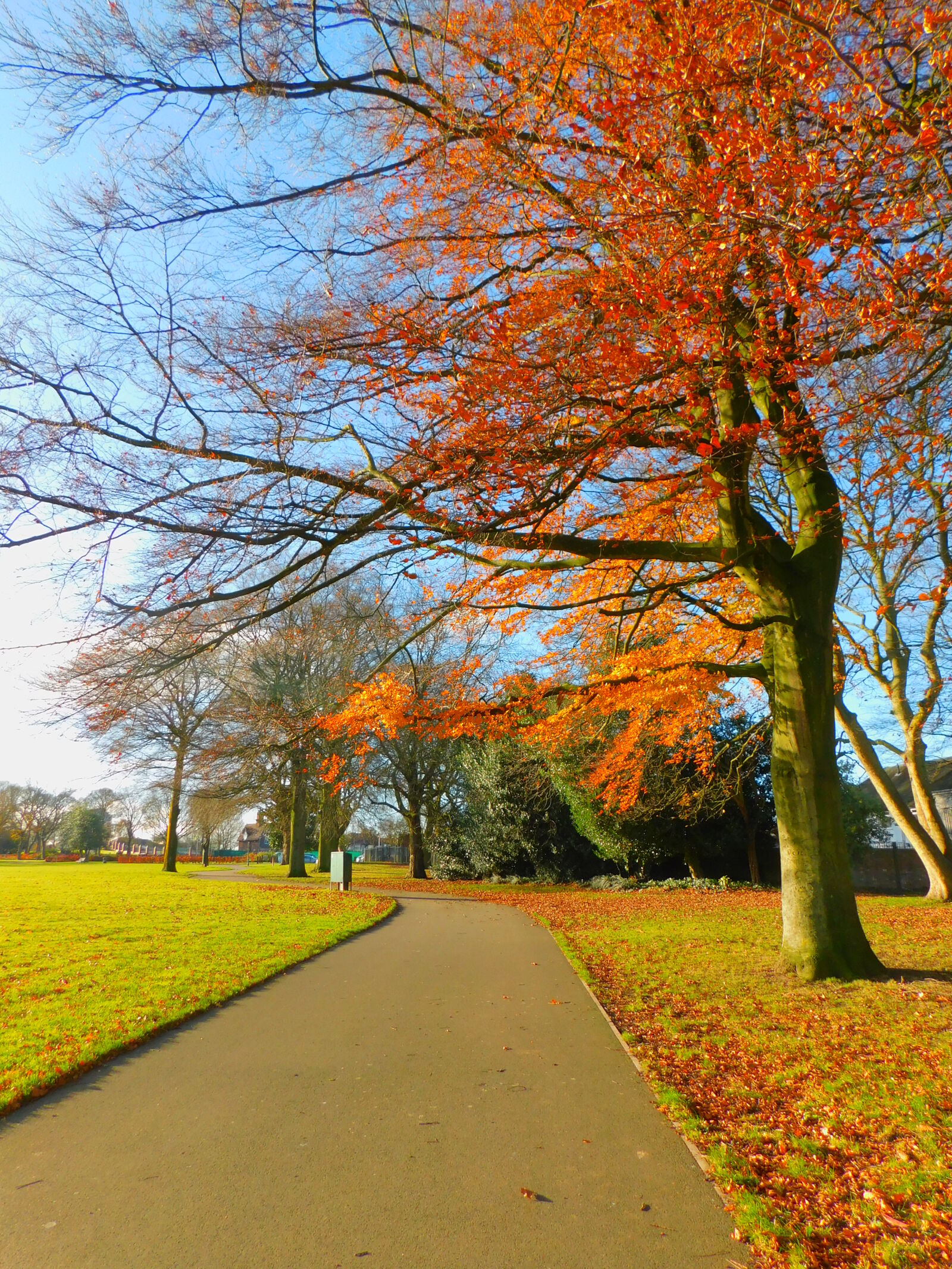 Nikon Coolpix B500 sample photo. Autumn, autumn, leaves, red photography