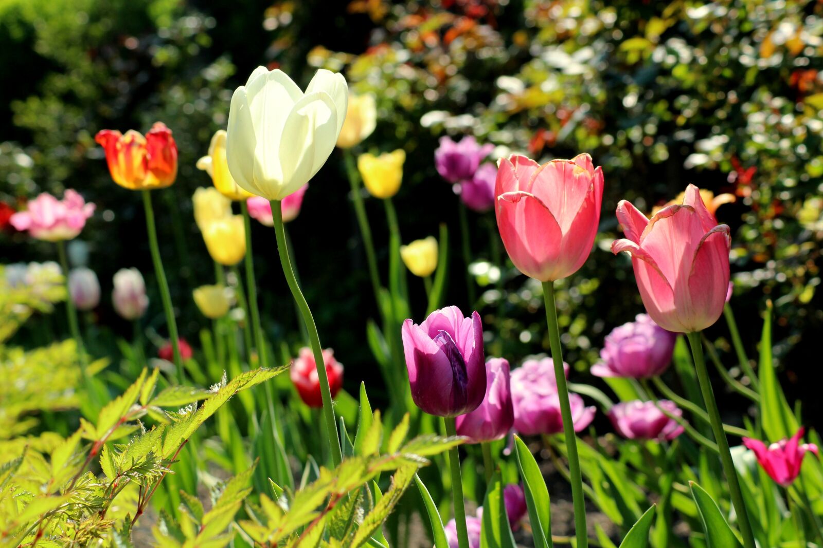 Canon EOS 1200D (EOS Rebel T5 / EOS Kiss X70 / EOS Hi) sample photo. Tulips, garden, spring photography