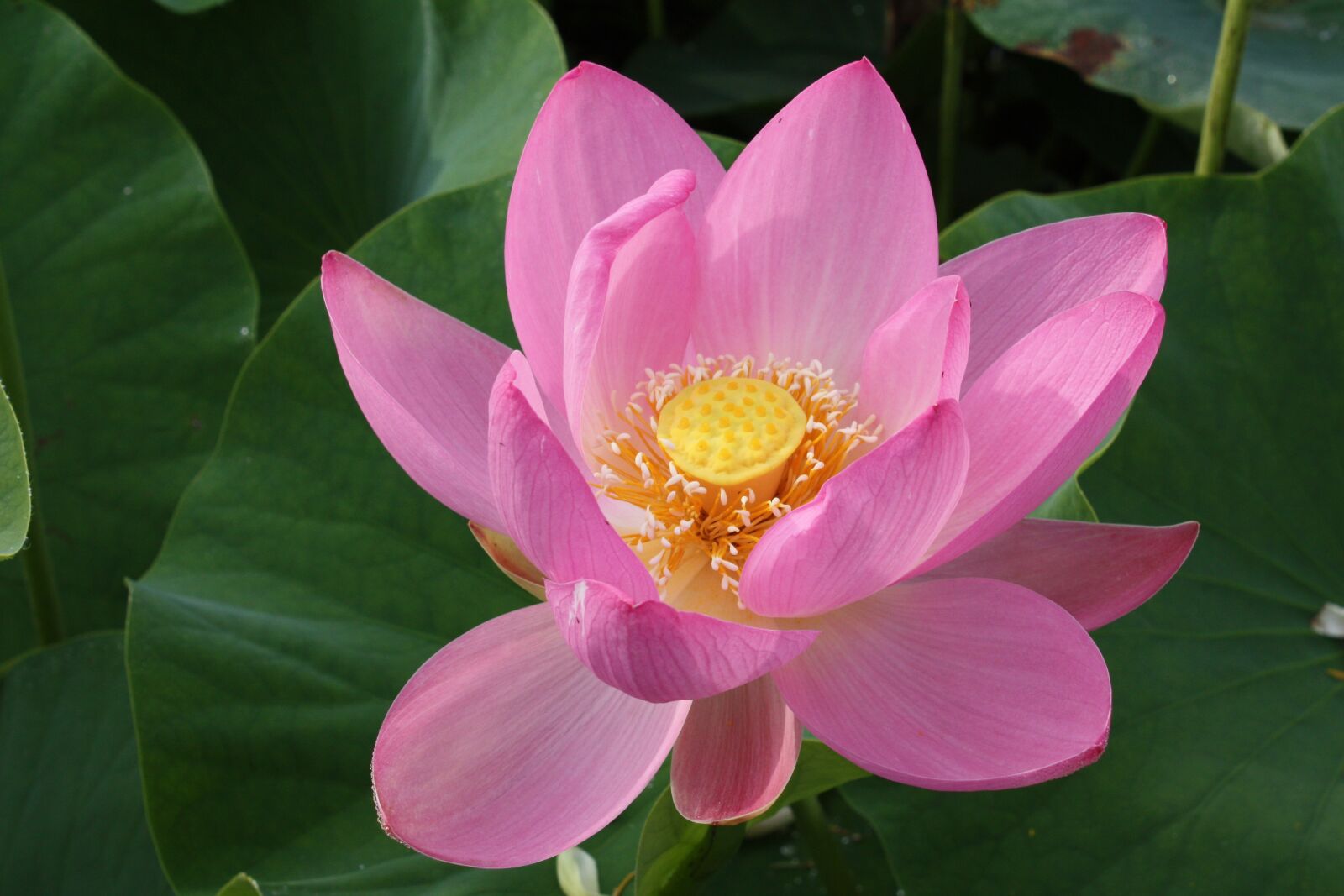 Canon EOS 450D (EOS Rebel XSi / EOS Kiss X2) sample photo. Lotus flower, eight months photography