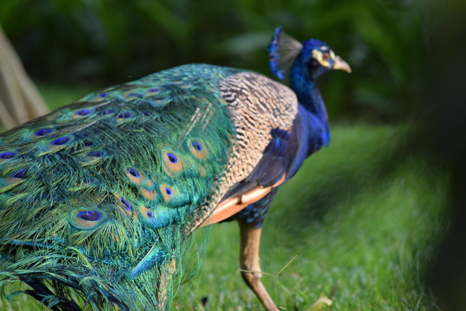 Nikon D3300 sample photo. Peacock, guatemala, blue photography