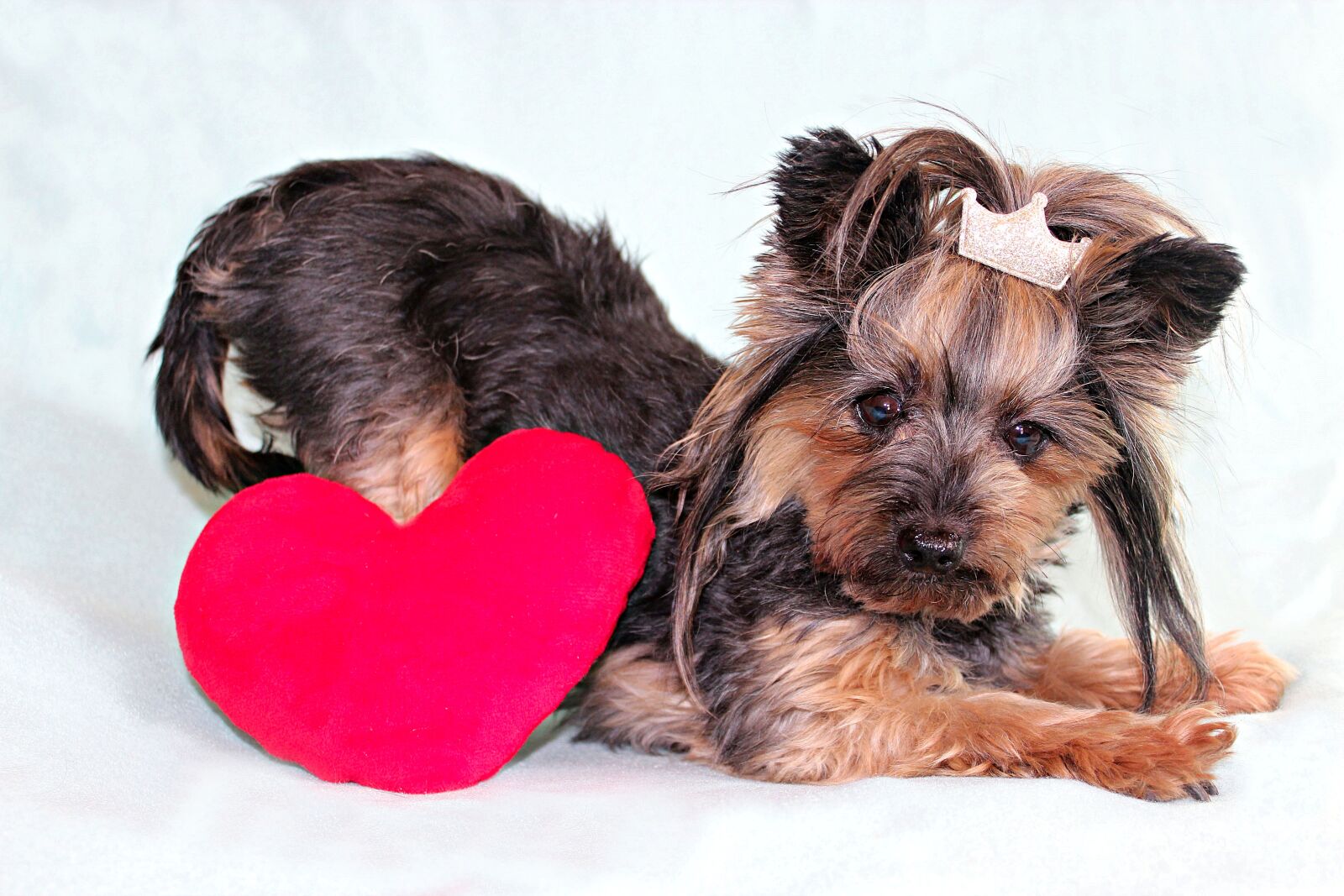 Canon EOS 600D (Rebel EOS T3i / EOS Kiss X5) sample photo. Yorkshire terrier, dog, heart photography