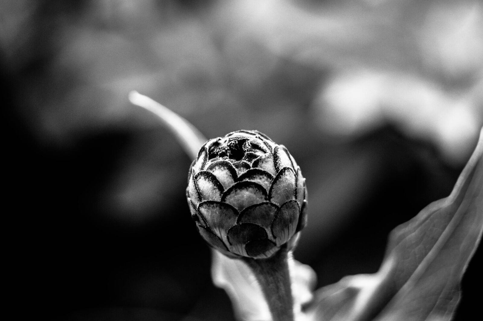 Sony SLT-A37 sample photo. Flower, bud, macro photography