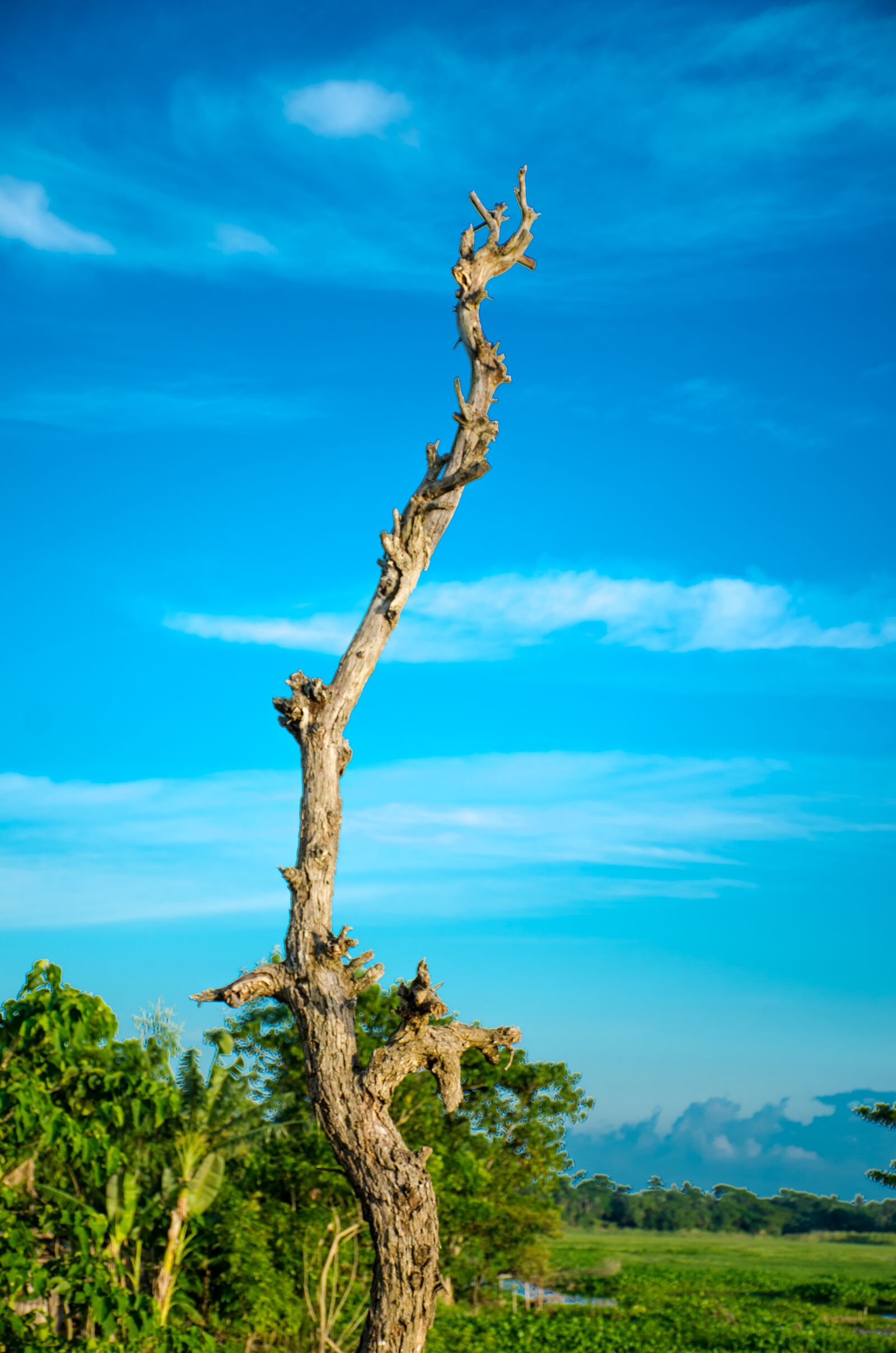 Nikon D7000 sample photo. Tree, blue, sky photography
