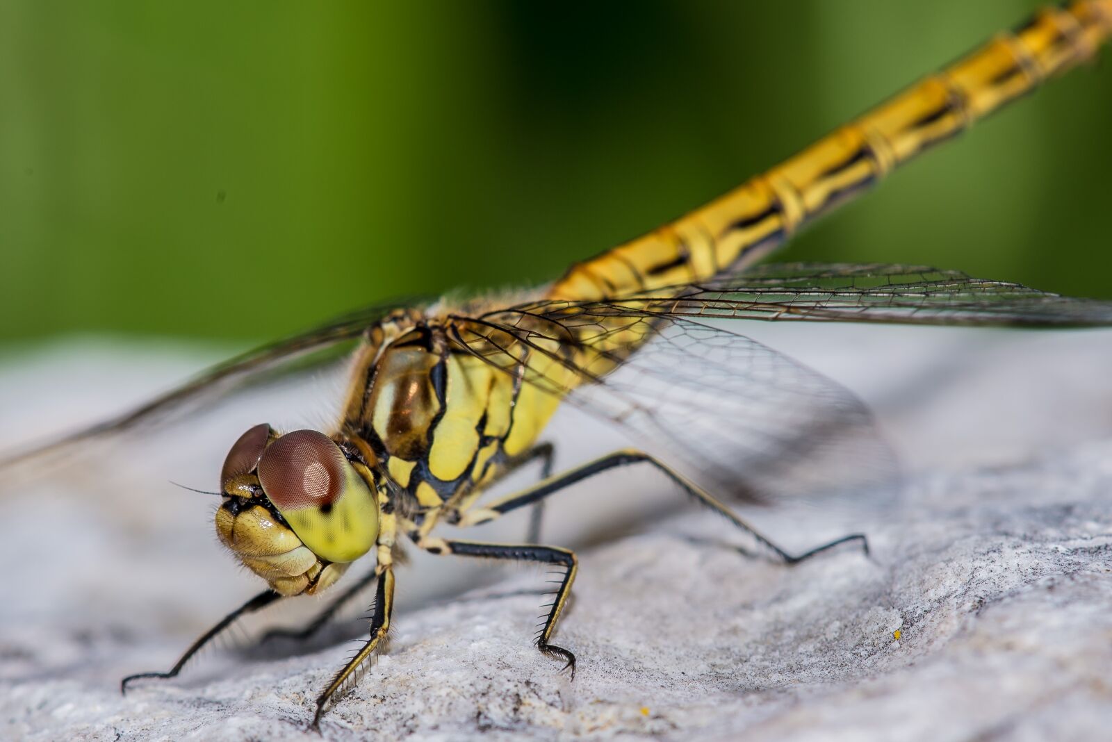 Nikon D600 sample photo. Insect, nature, dragonfly photography