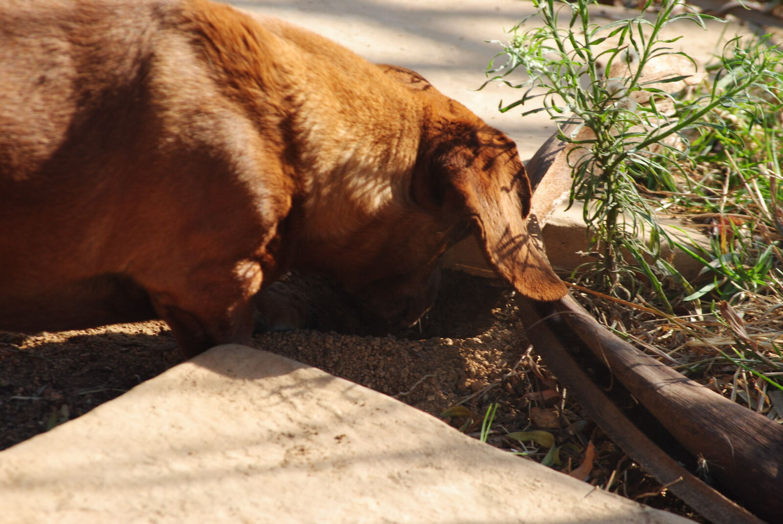 Nikon D3000 sample photo