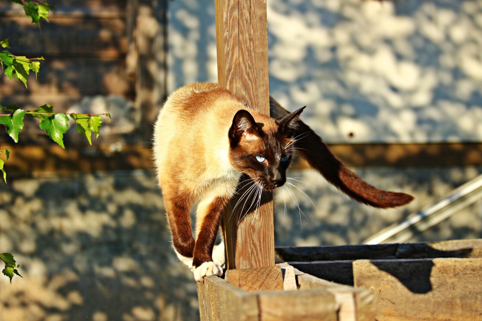 Canon EOS 100D (EOS Rebel SL1 / EOS Kiss X7) sample photo. Cat, siam, siamese cat photography