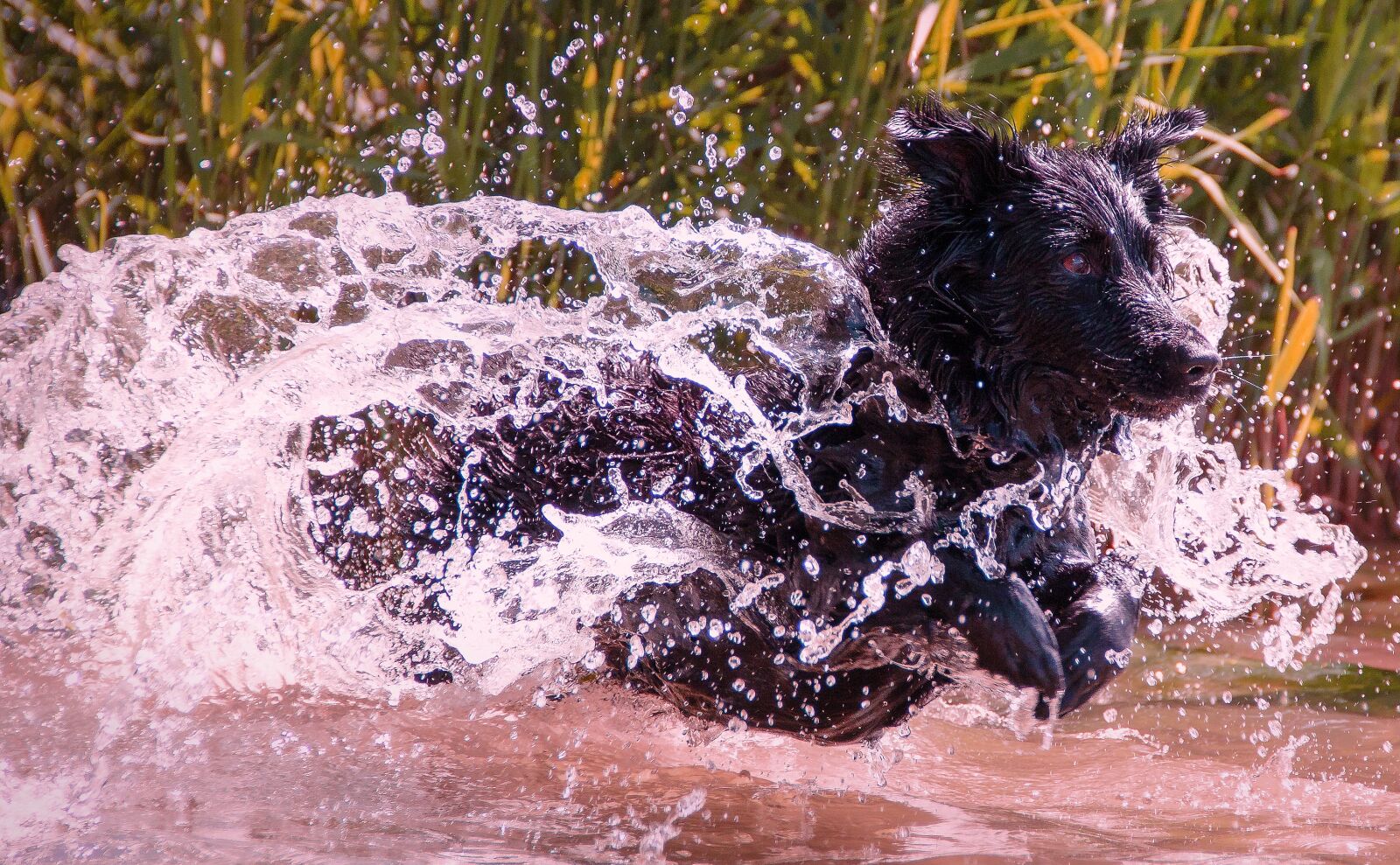 Canon EF-S 18-135mm F3.5-5.6 IS sample photo. Wet dog, dog, wet photography