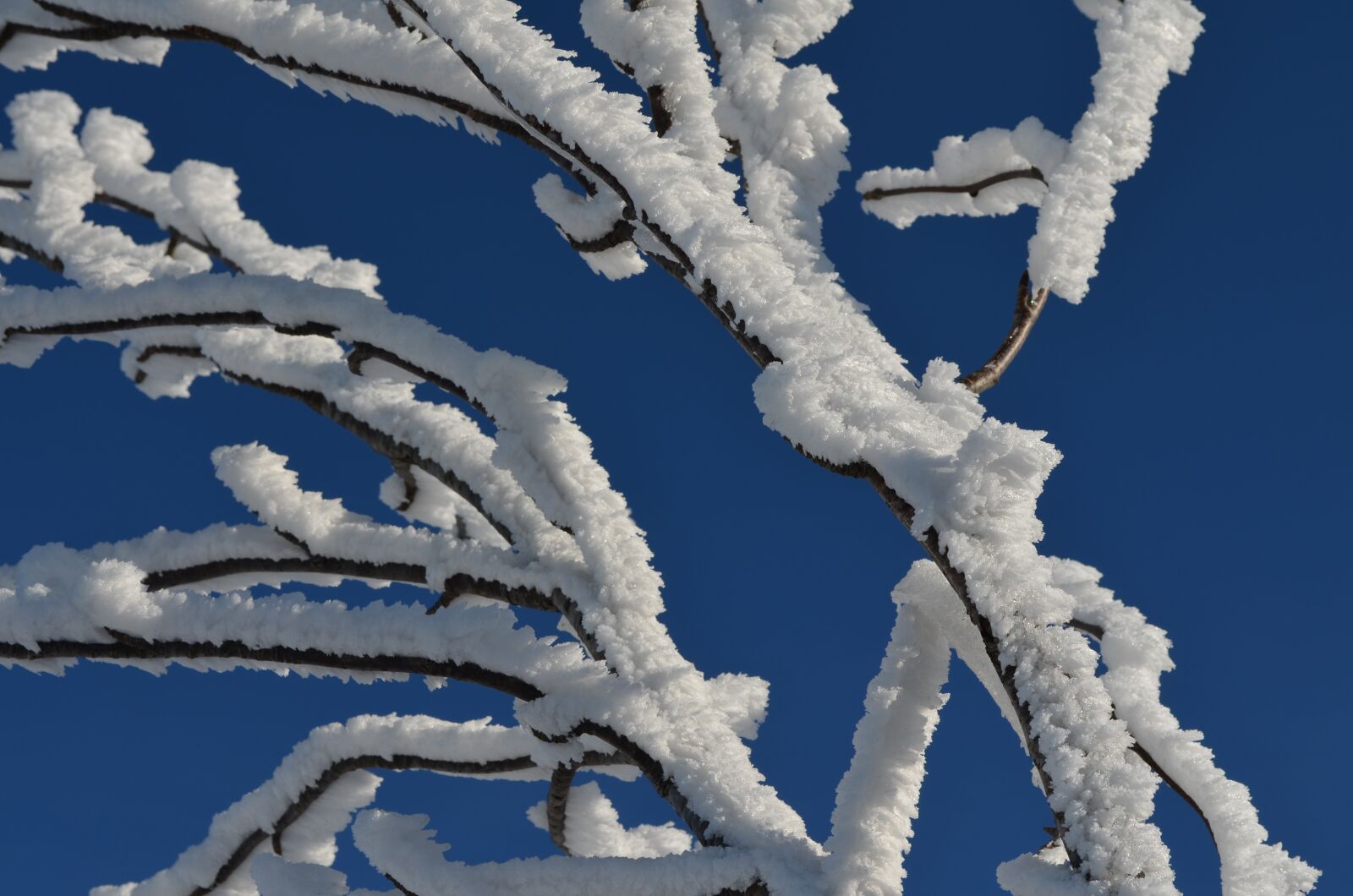 Nikon D5100 sample photo. Frost, winter, snow photography