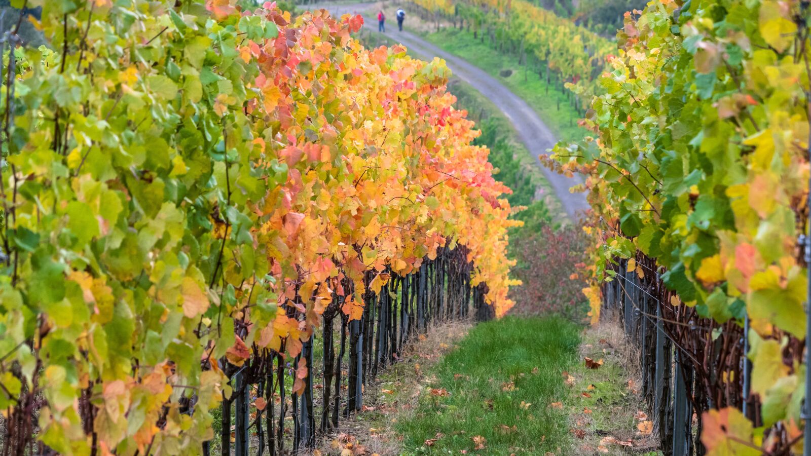 Canon PowerShot G3 X sample photo. Vine, wine, vineyards photography