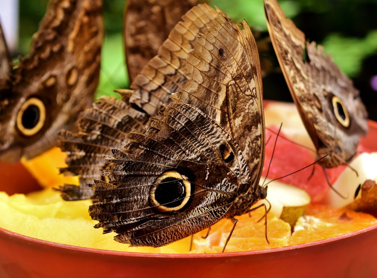 Nikon D7200 sample photo. Butterfly, owl butterfly, edelfalter photography